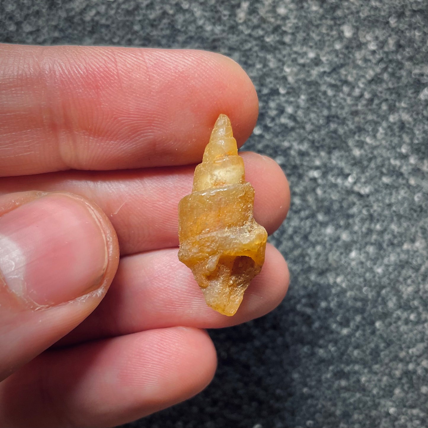 F1765 | Gasteropode | Gastropoda indet.