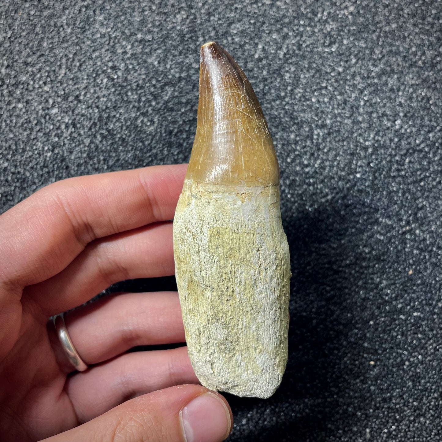 F1988 | Mosasauro | Prognathodon sp.