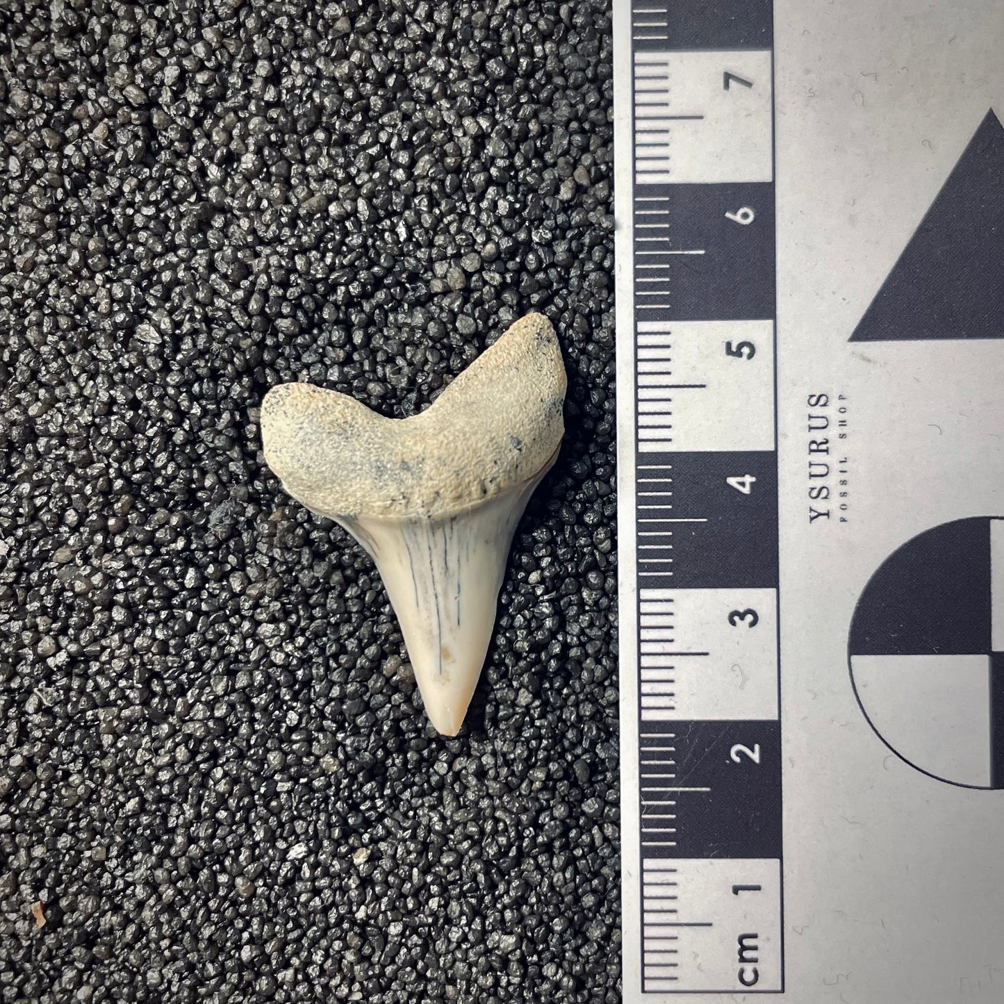 F1785 | Squalo | Carcharodon planus