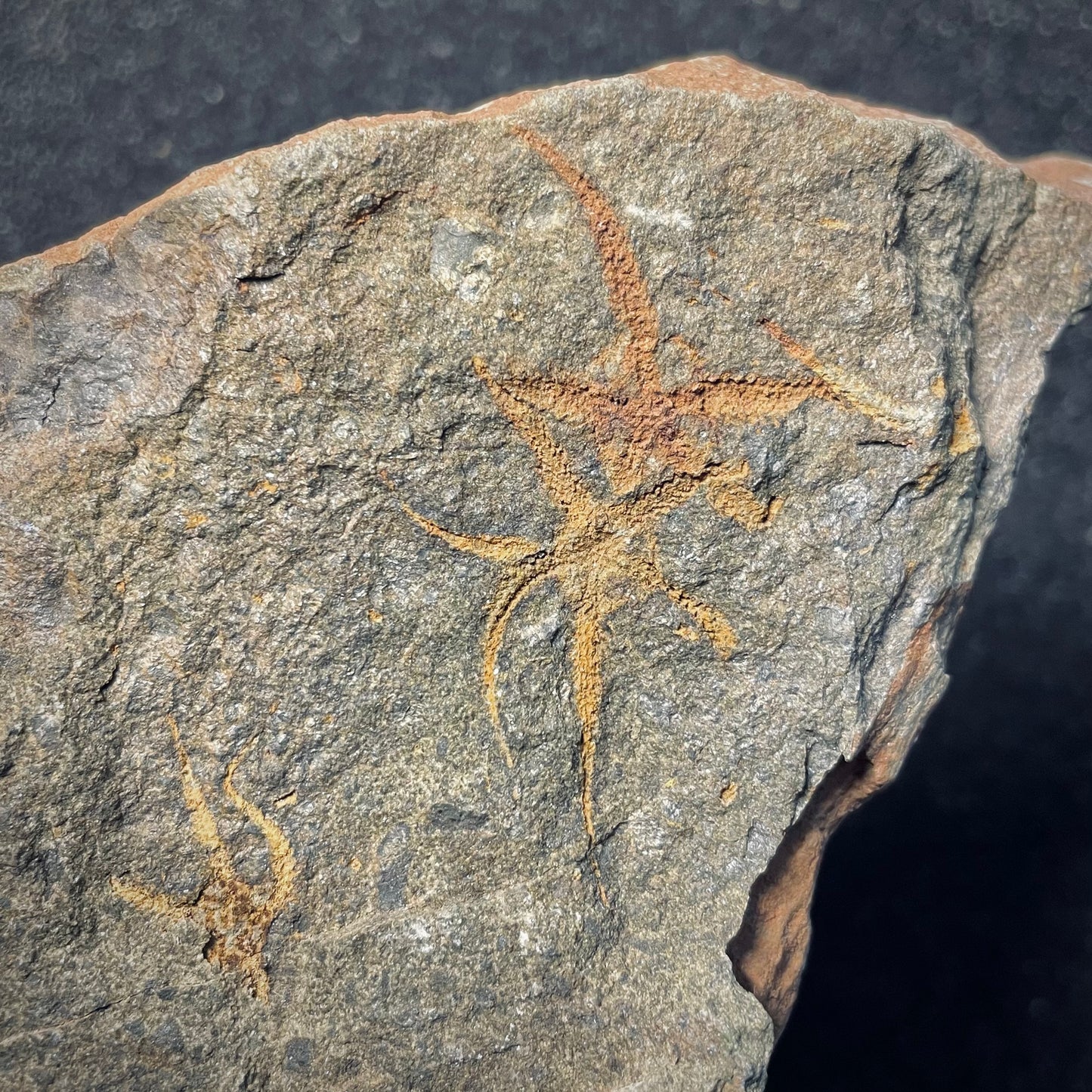 F1725 | Stella marina | Ophiuridae indet.