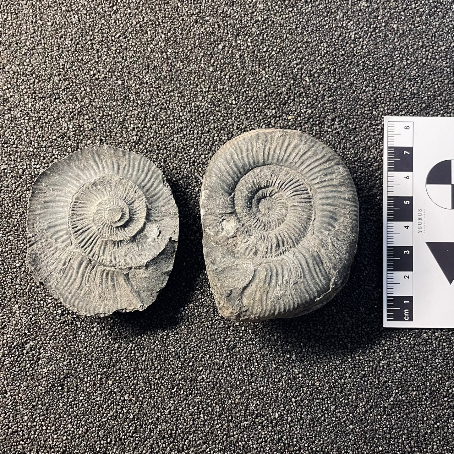 F2379 | Ammonite | Perisphinctidae indet.