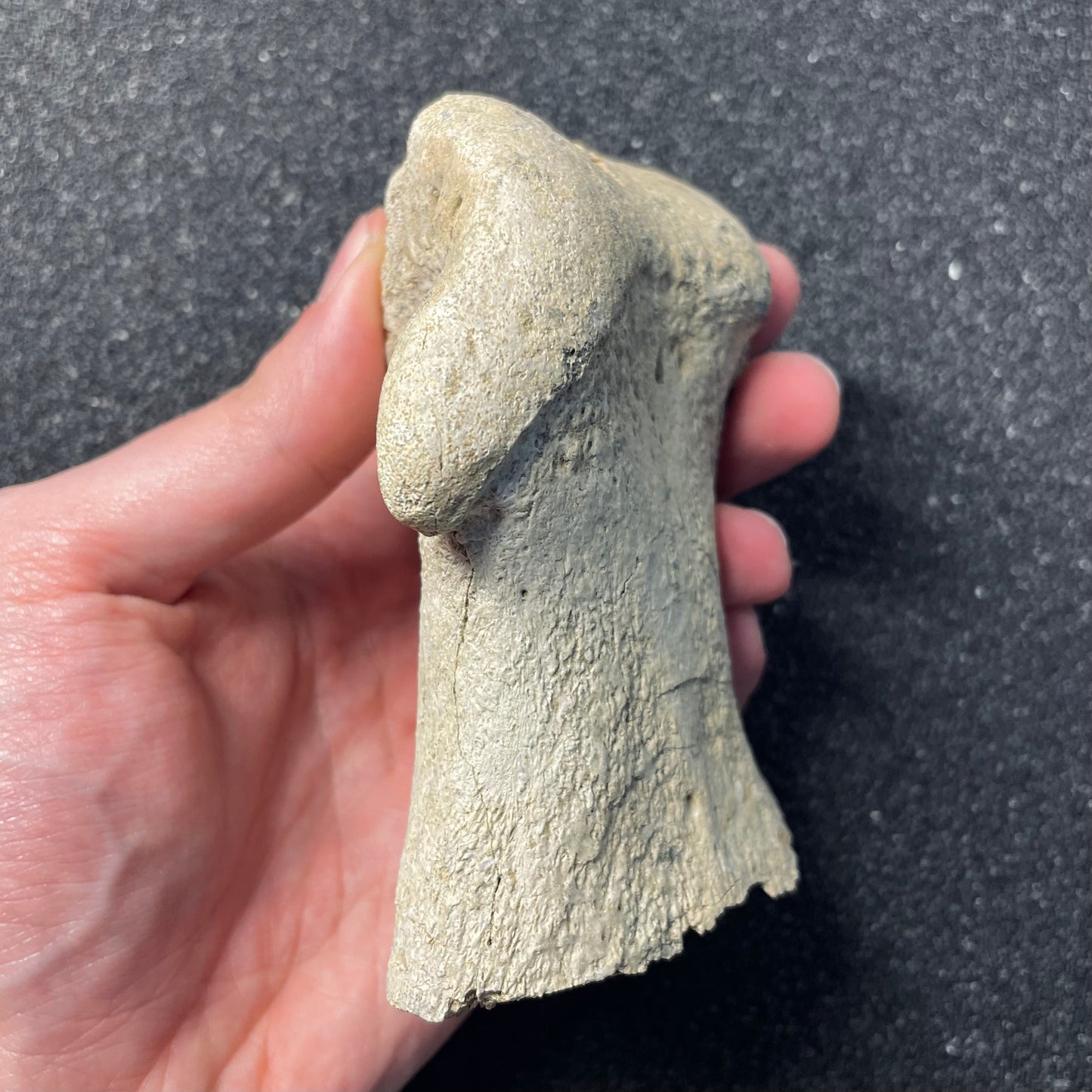 F1813 | Dinosauro | Edmontosaurus sp.