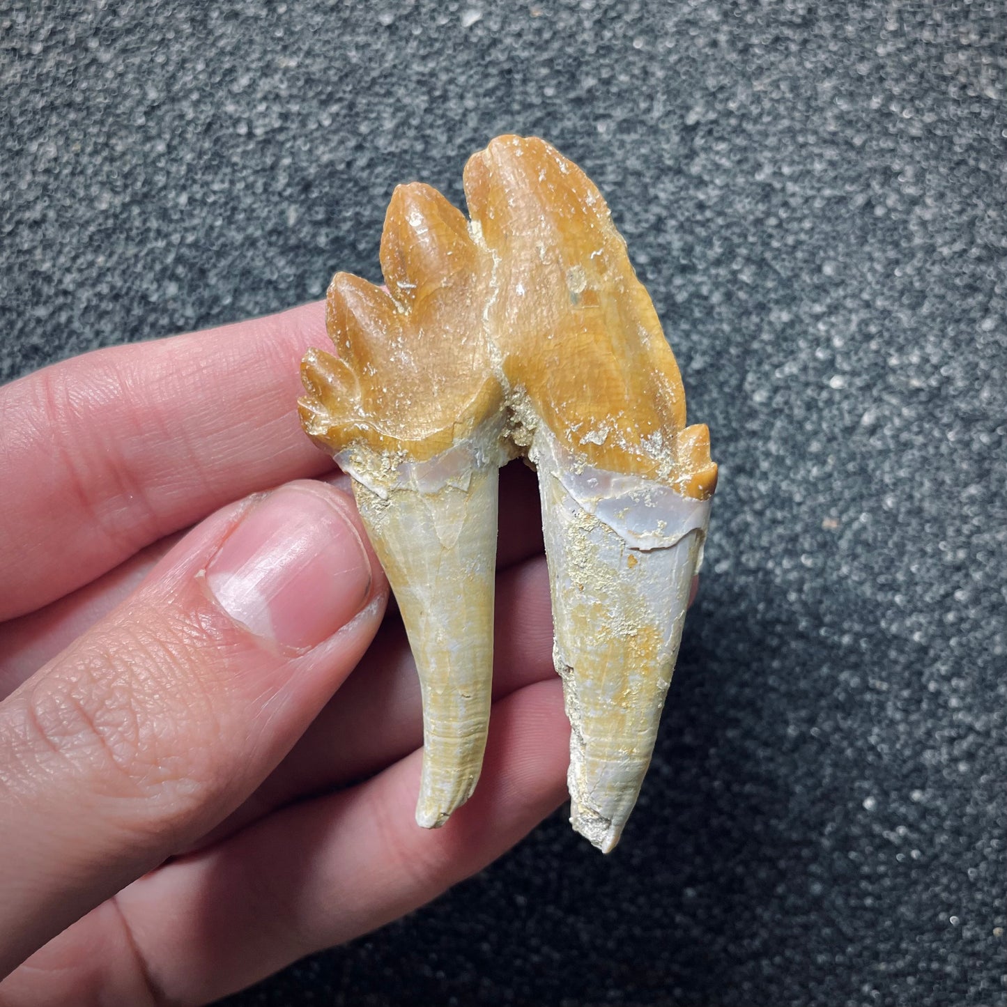 F1721 | Cetaceo | Basilosauridae indet.