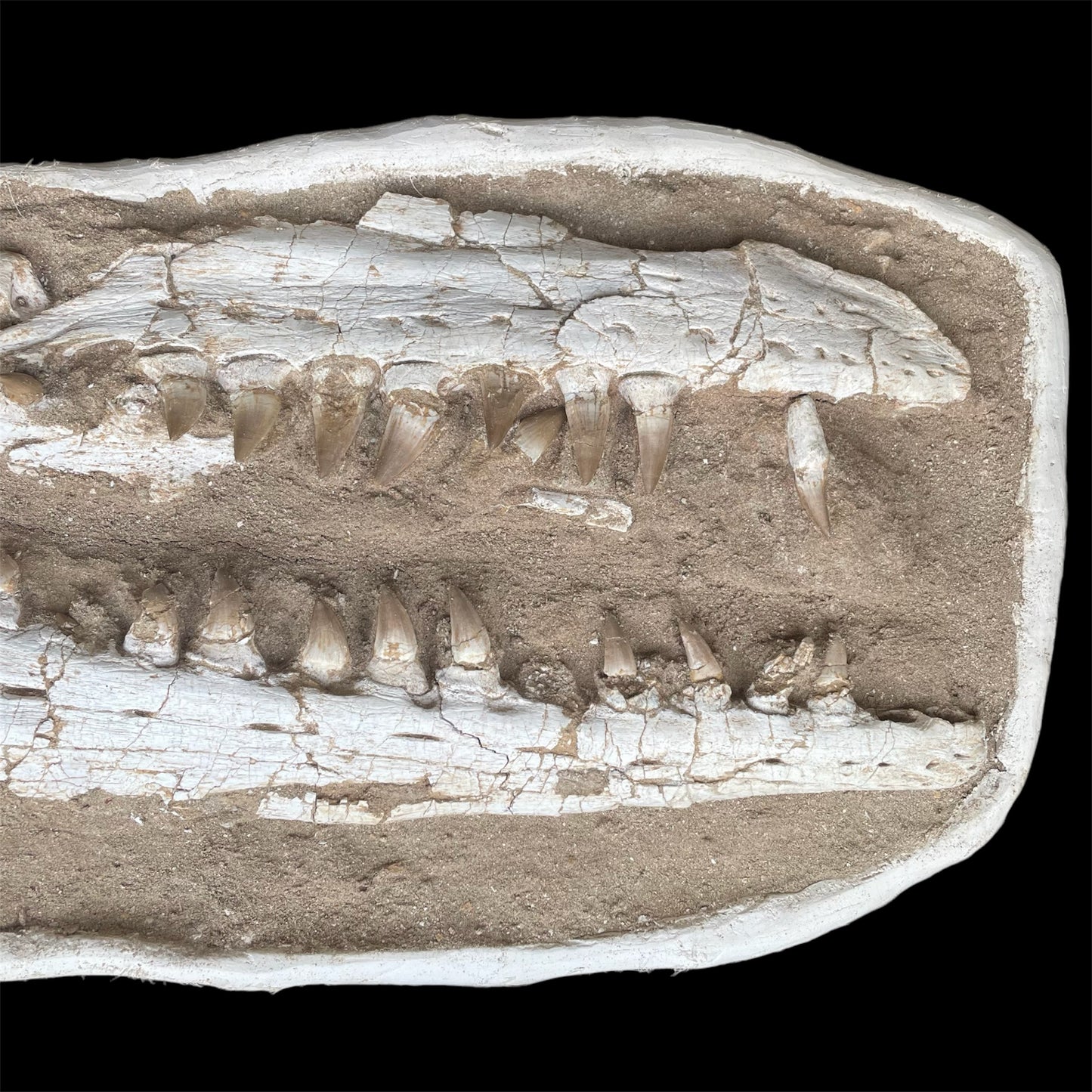F1197 | RARO | Mosasauro | Mosasauridae indet.