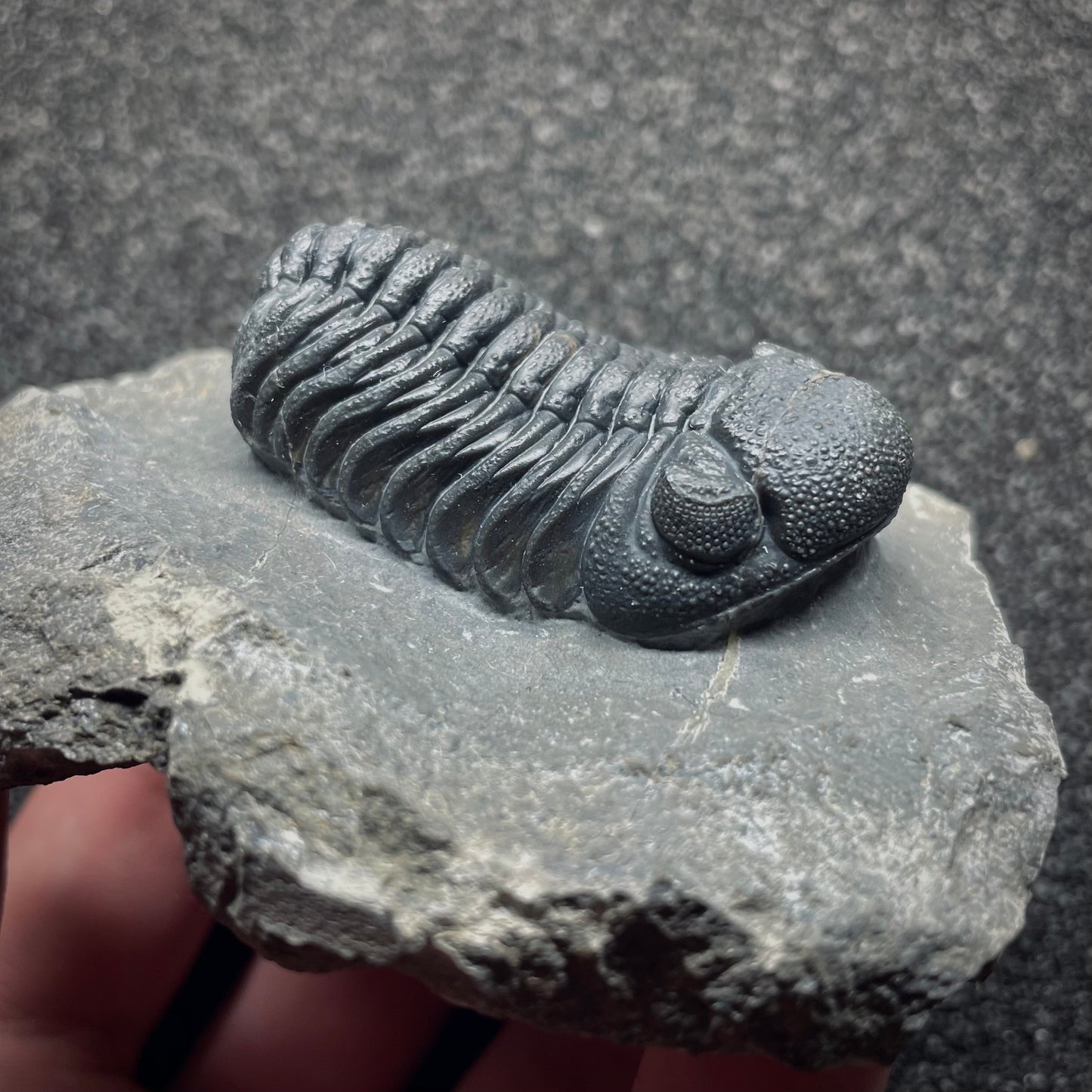 F1892 | Trilobite | Phacopidae indet.
