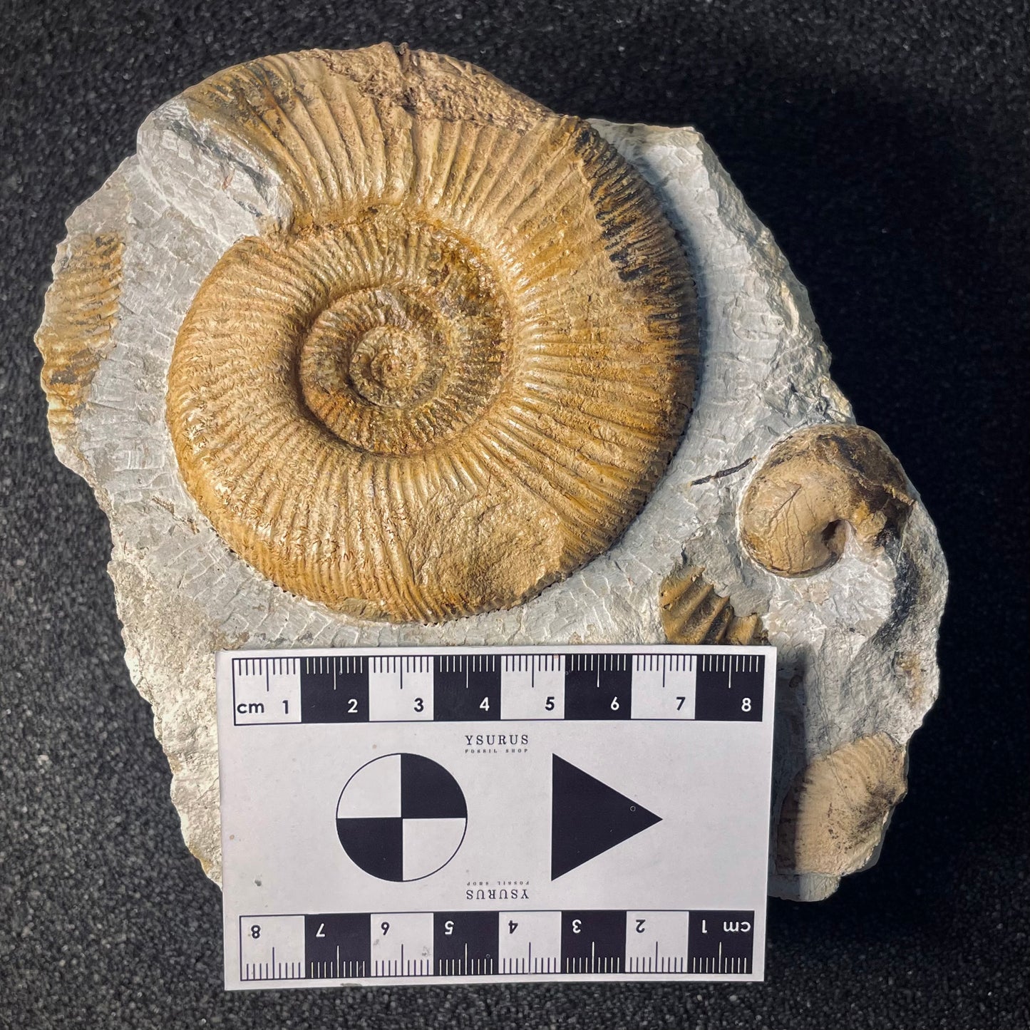 F1972 | Ammonite | Orthosphinctes desmoides & Physodoceras circumspinosum