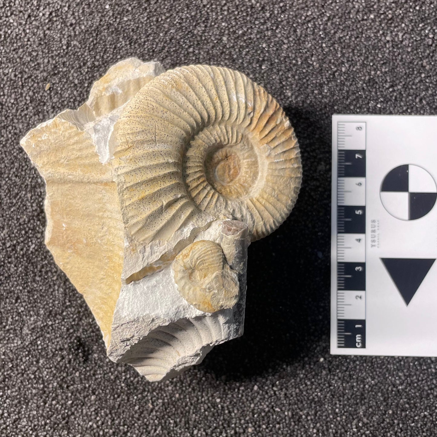 F2534 | Ammonite | Ataxioceras sp. & Sutneria sp.