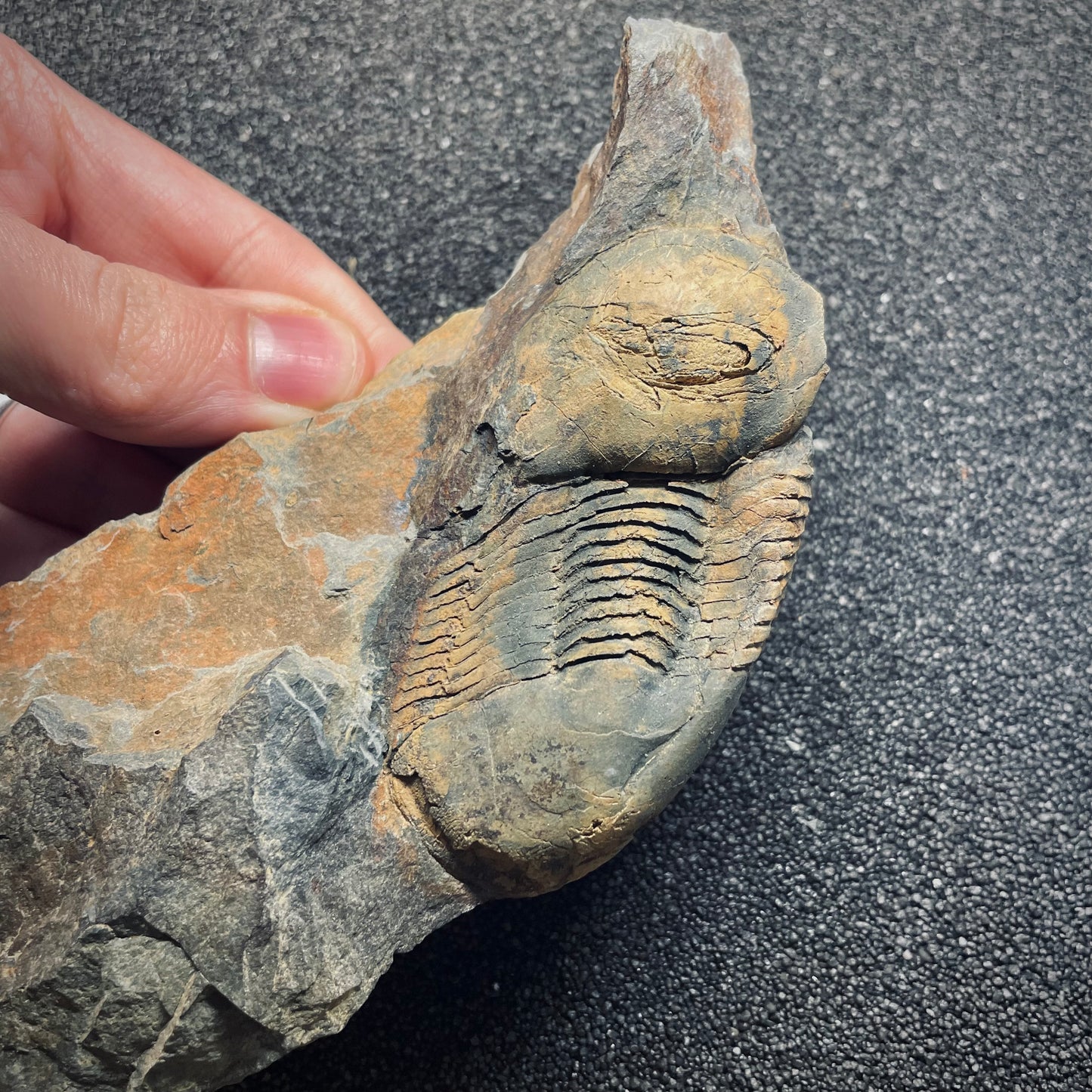 F1600 | Trilobite | Ectillaenus giganteus