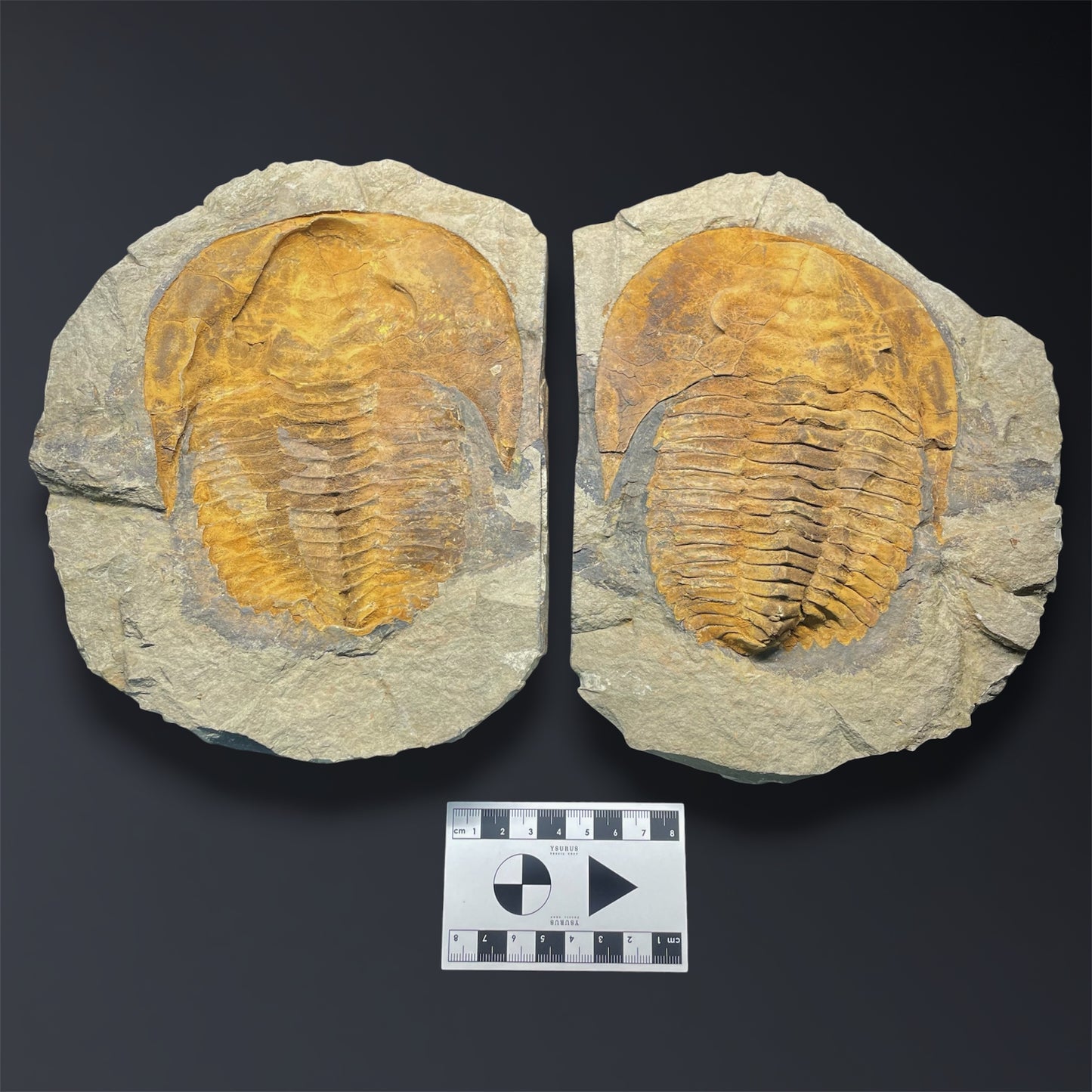 F2863 | Trilobite | Cambropallas telesto