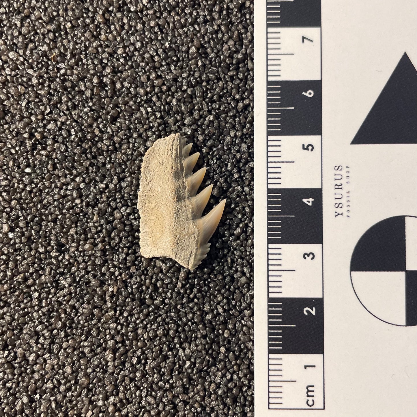 F2350 | RARO | Squalo | Notorynchus primigenius