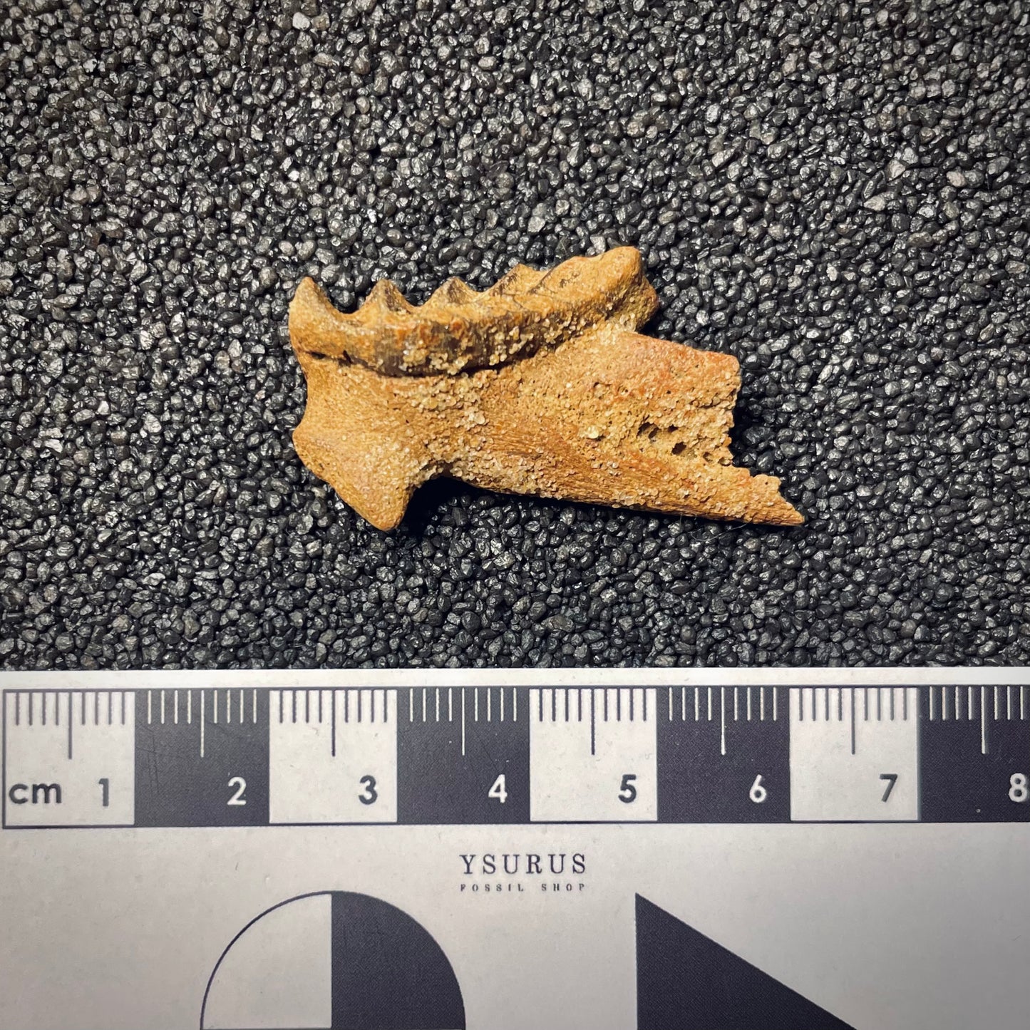F1708 | Pesce | Neoceratodus africanus