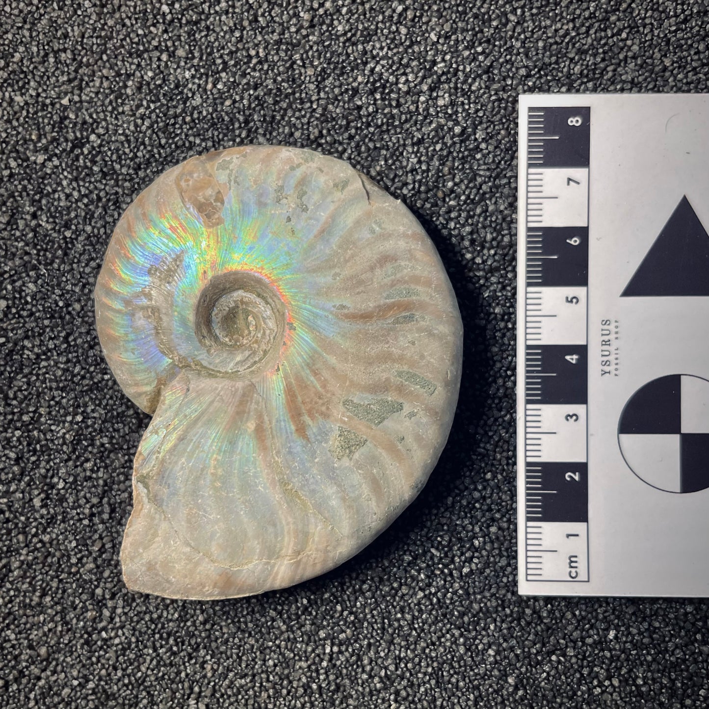 F1870 | Ammonite | Cleoniceras sp.