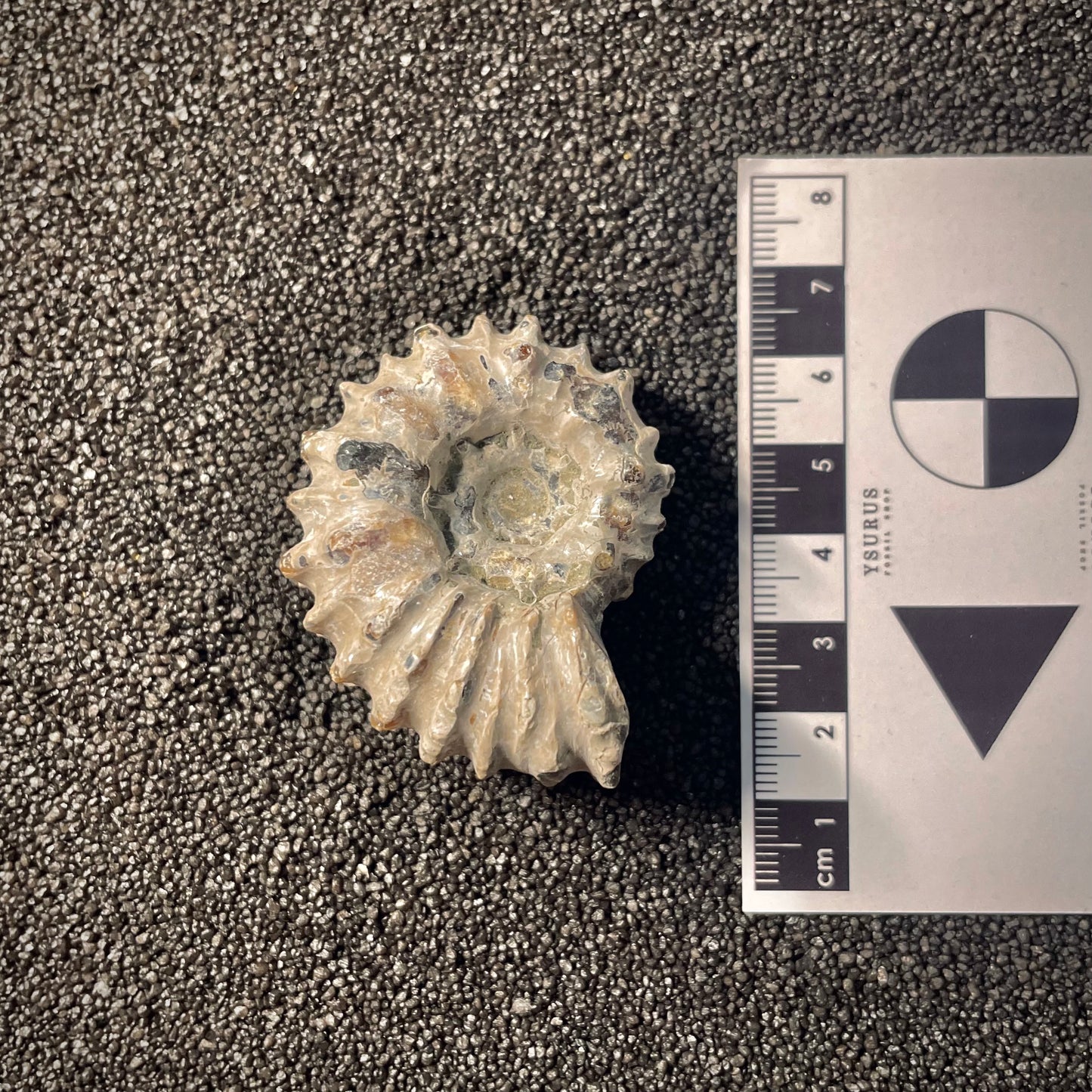 F2160 | Ammonite | Douvilleiceras sp.
