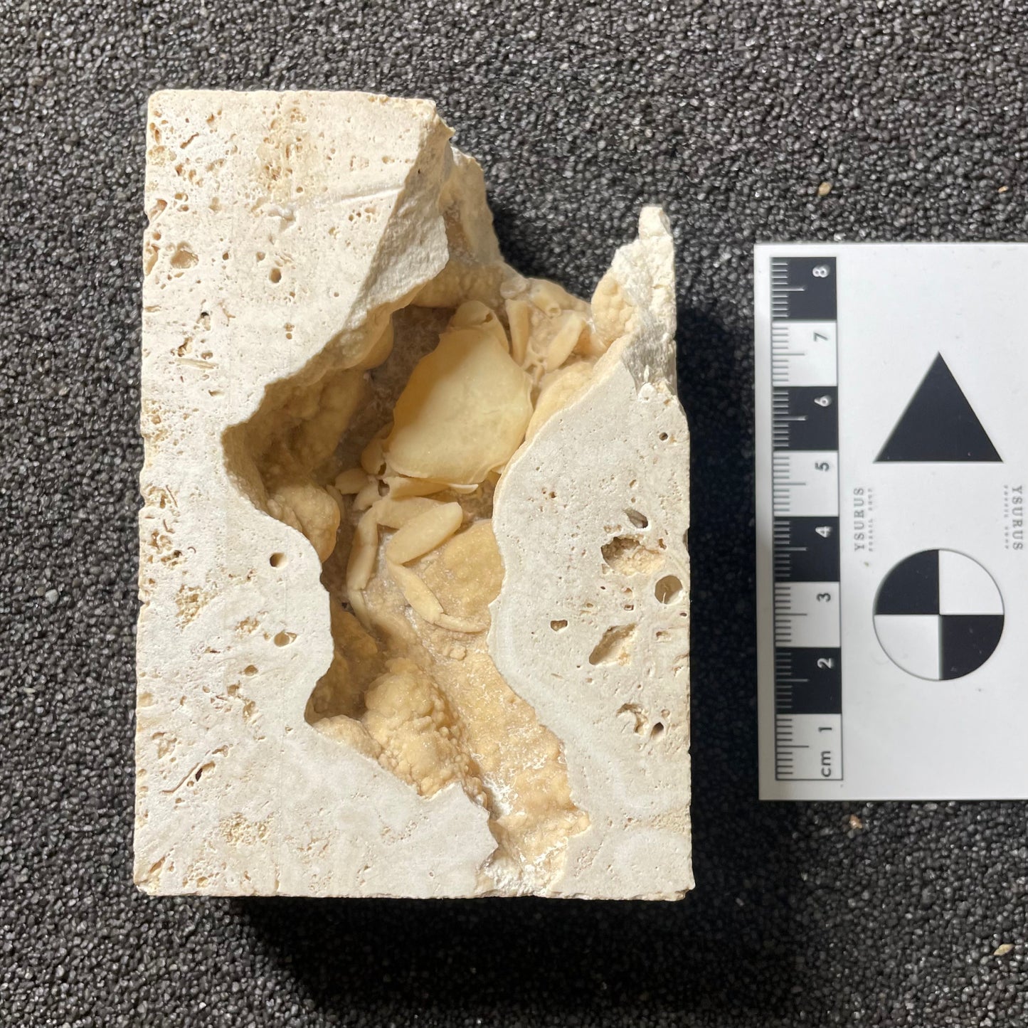 F2497 | Granchio | Potamon sp.