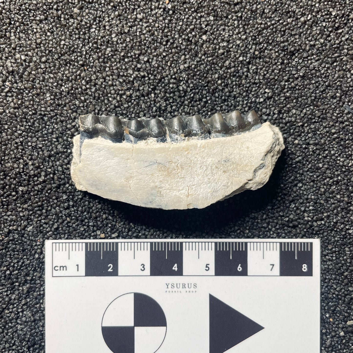 F2111 | Cavallo | Miohippus sp.