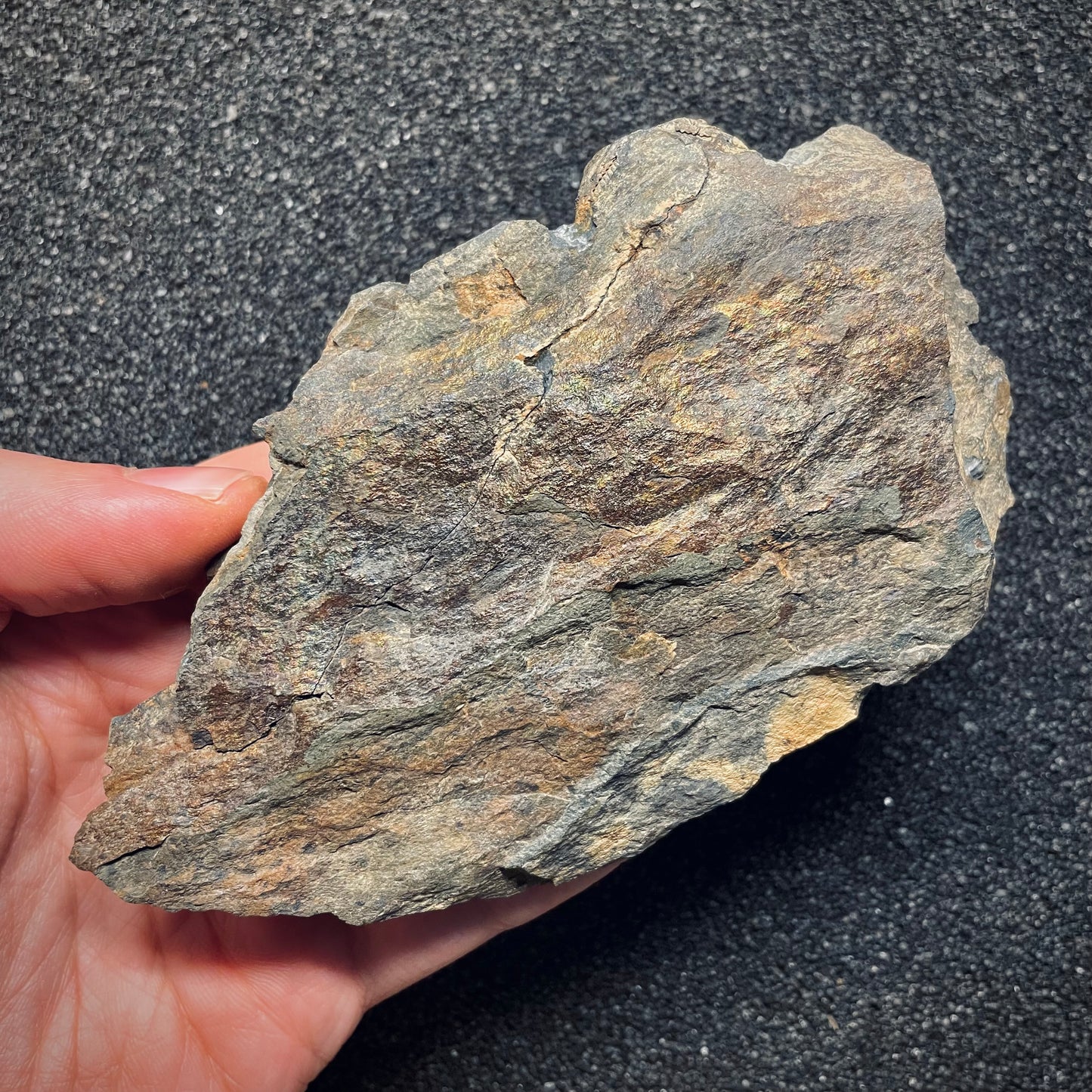 F1582 | Trilobite | Prionocheilus mendax
