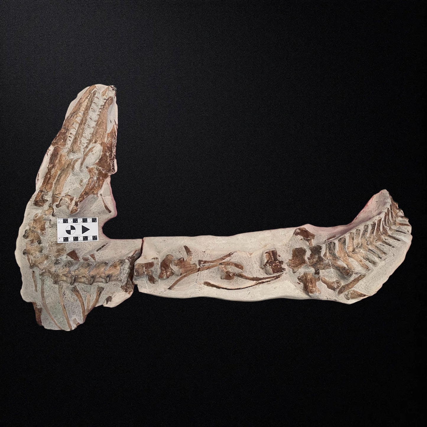F1748 | Mosasauro | Tethysaurus nopcsai