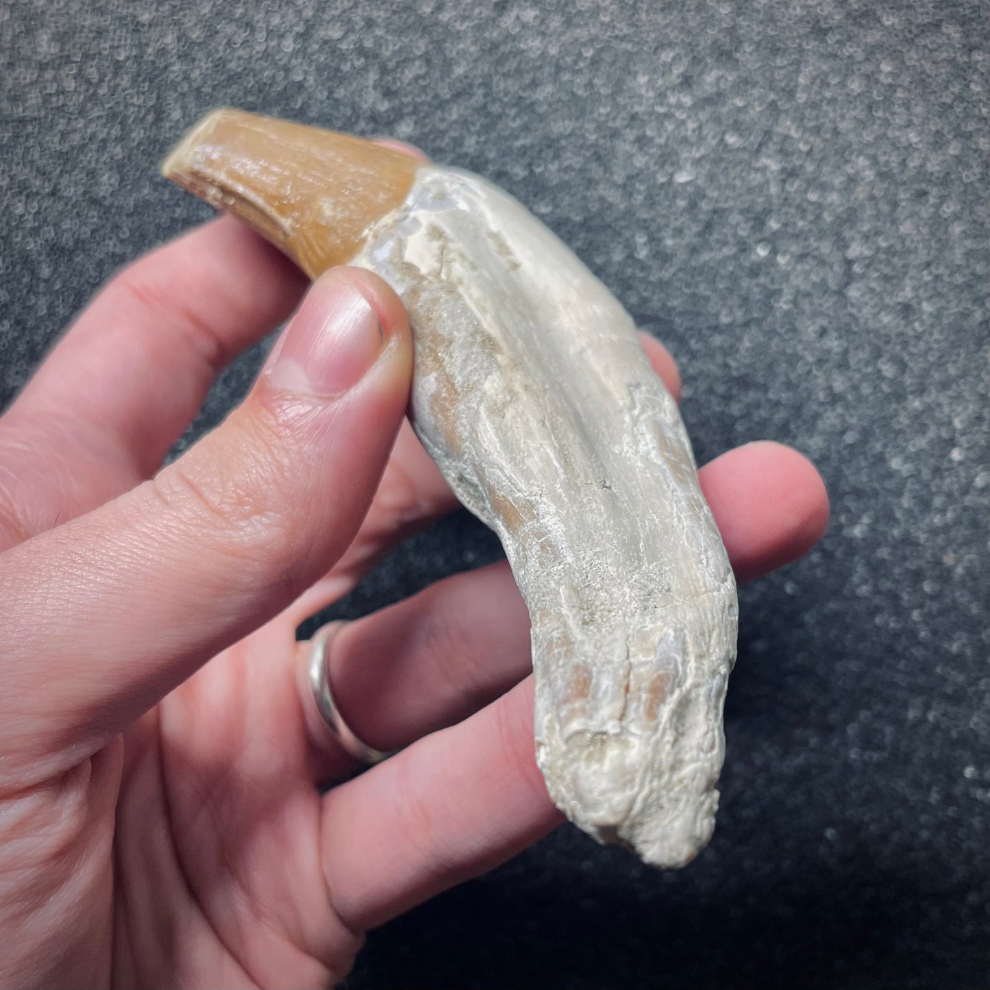 F1724 | Cetaceo | Basilosauridae indet.