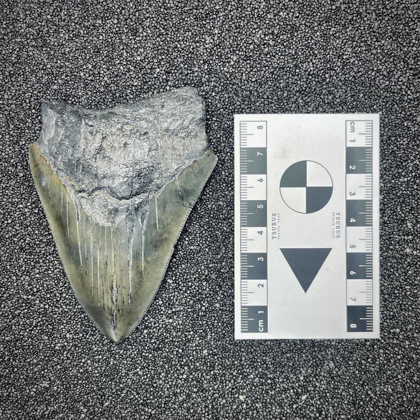 F2778 | Squalo | Otodus megalodon