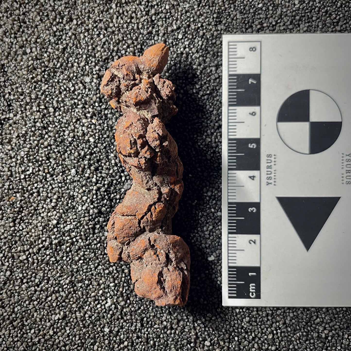 F2069 | Coprolite - Cololite | Testuggine