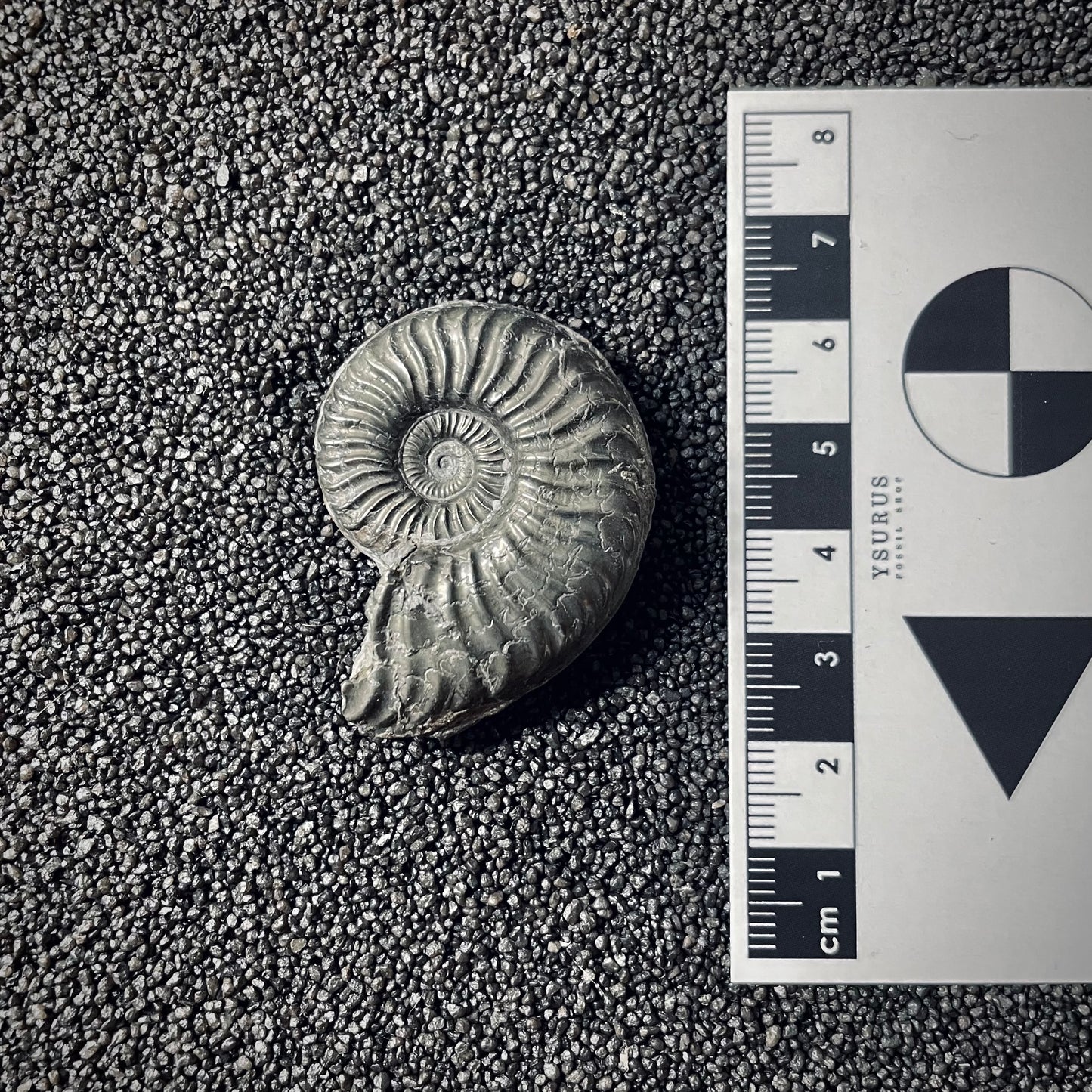 F2544 | Ammonite | Pleydellia sp.