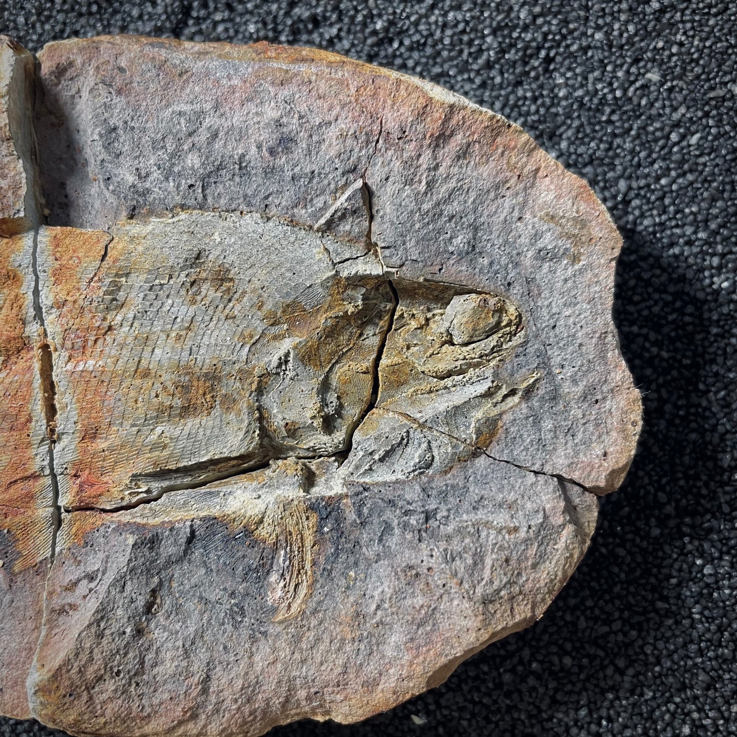 F2012 | Pesce | Pteronisculus cicatrosus