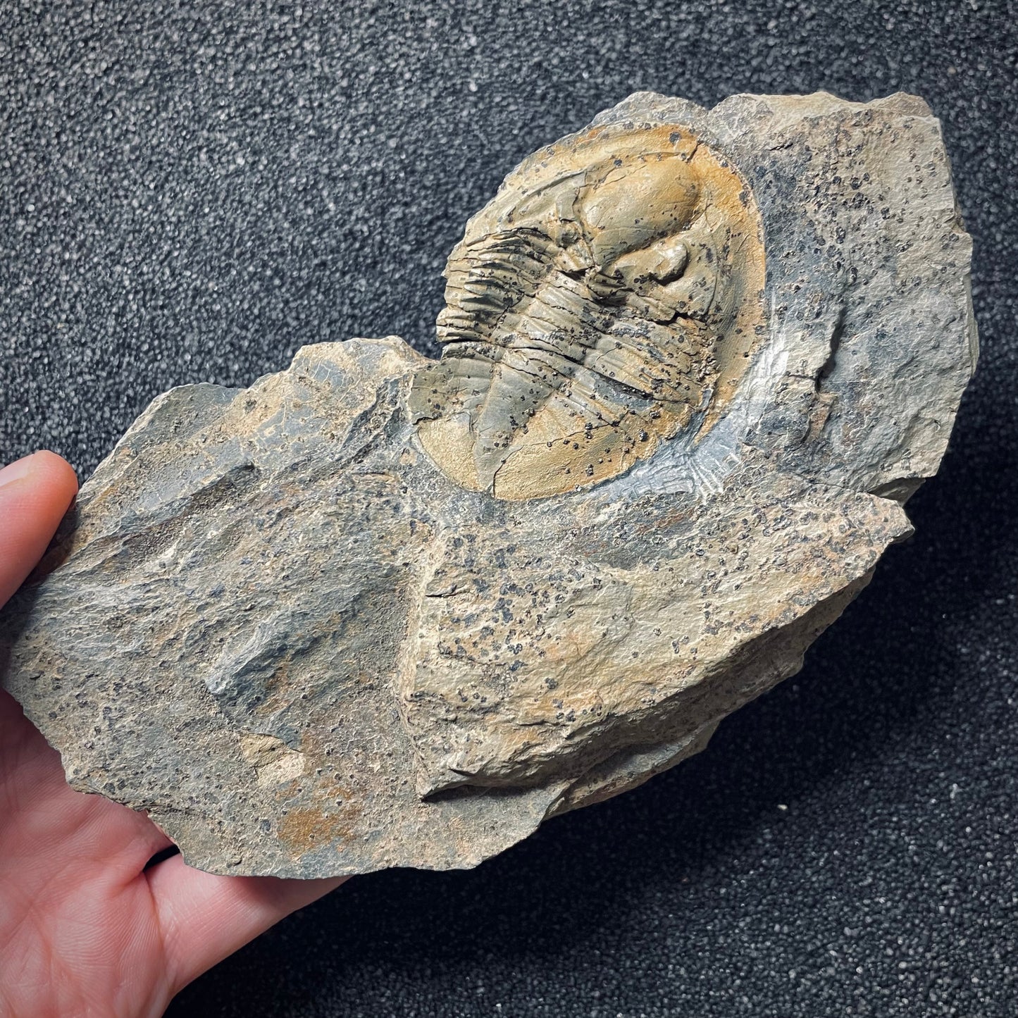 F1568 | Trilobite | Isabelinia glabrata