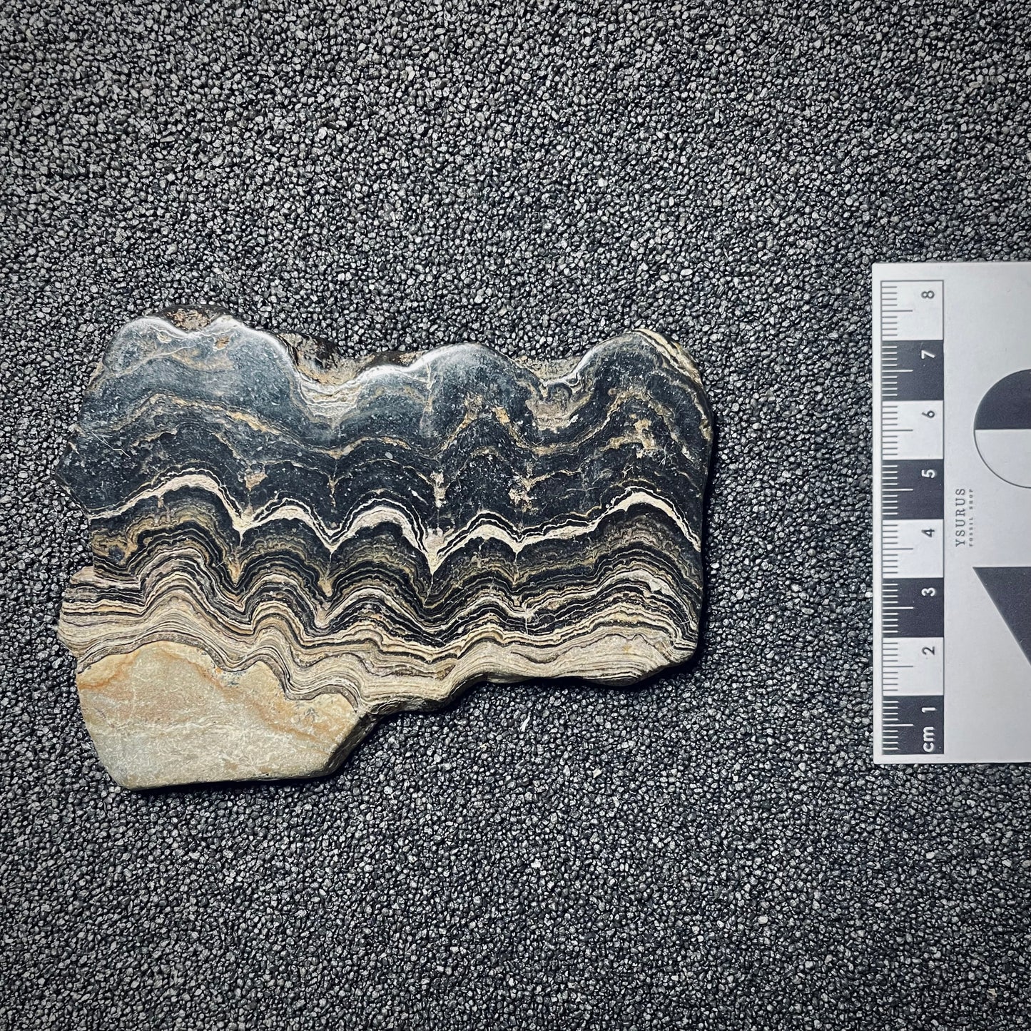 F1715 | Stromatolite | Stromatolite indet.