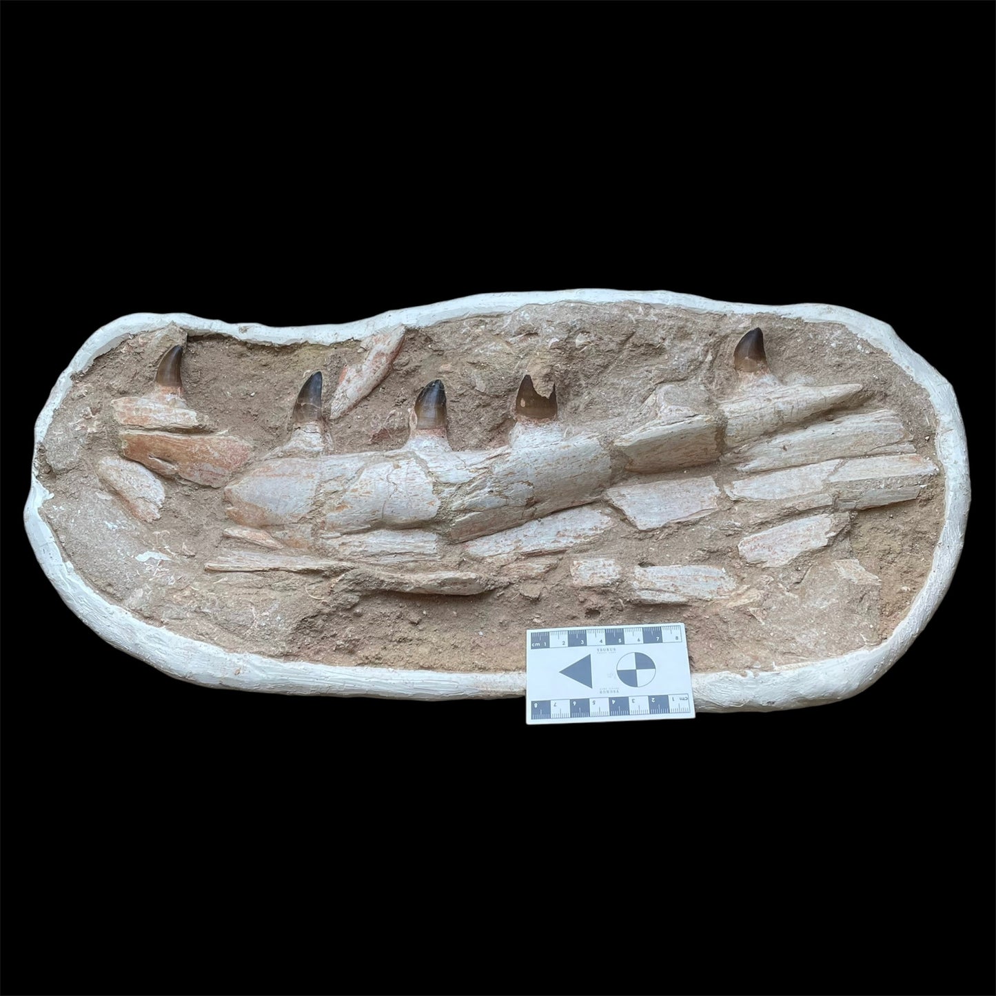 F1198 | Mosasauro | Prognathodon sp.