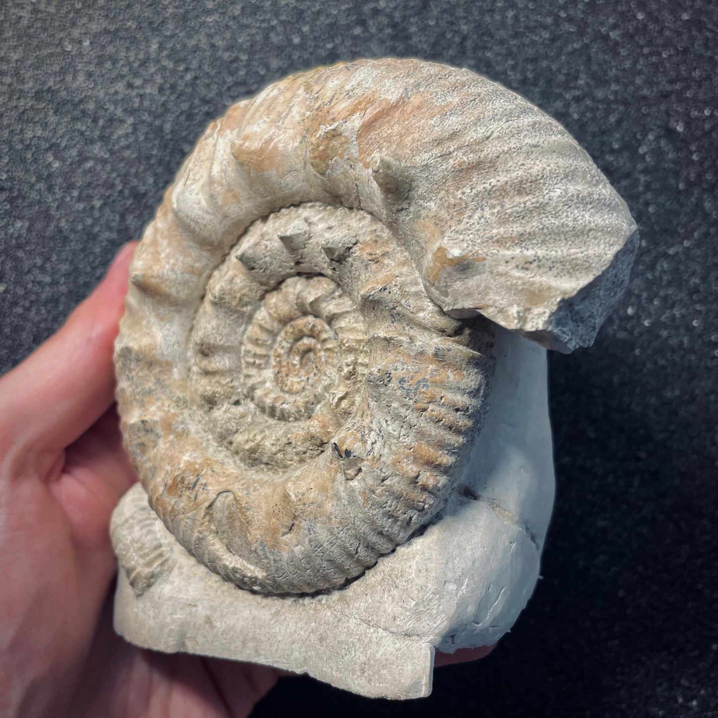 F1970 | Ammonite | Rehmannia sp.