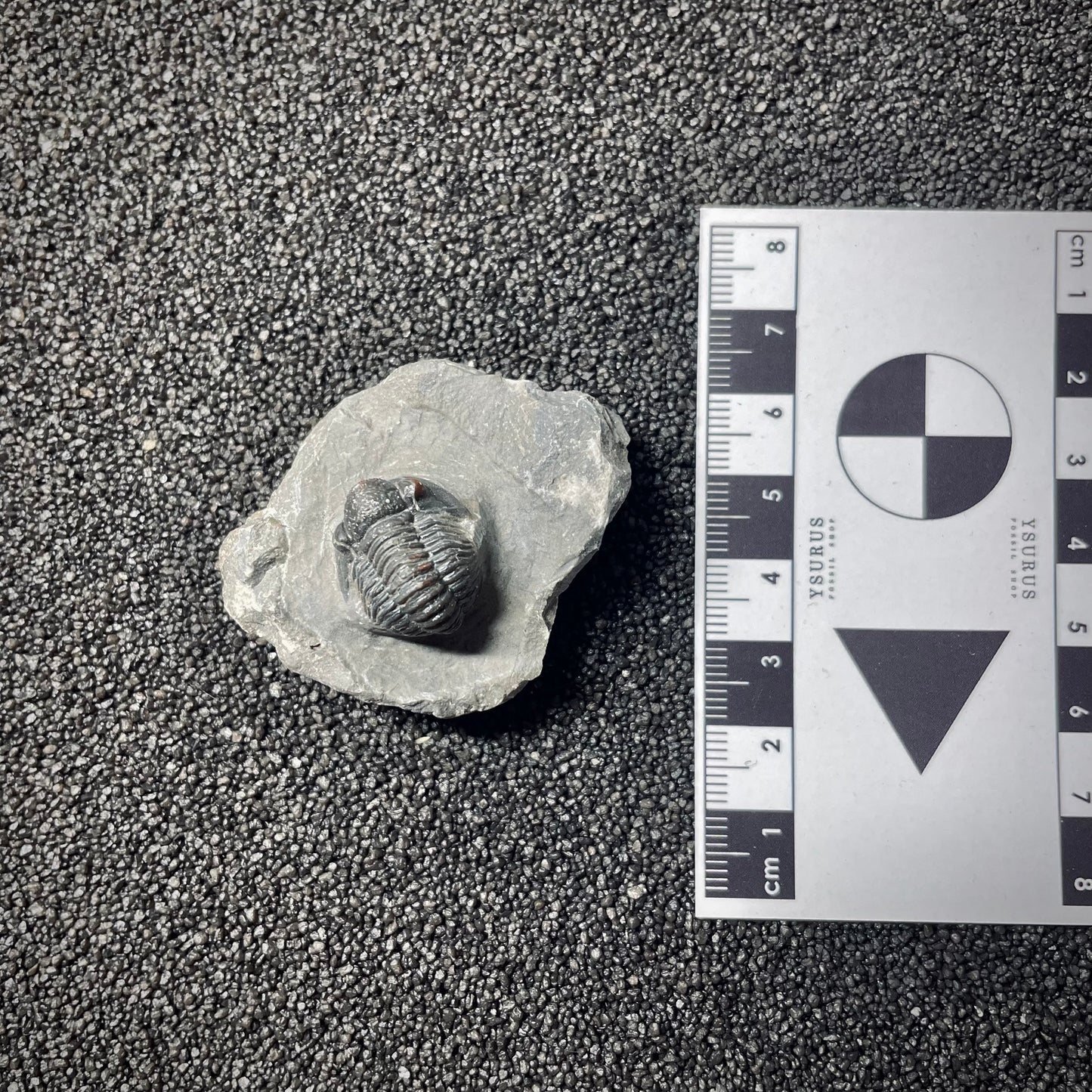 F1895 | Trilobite | Gerastos tuberculatus