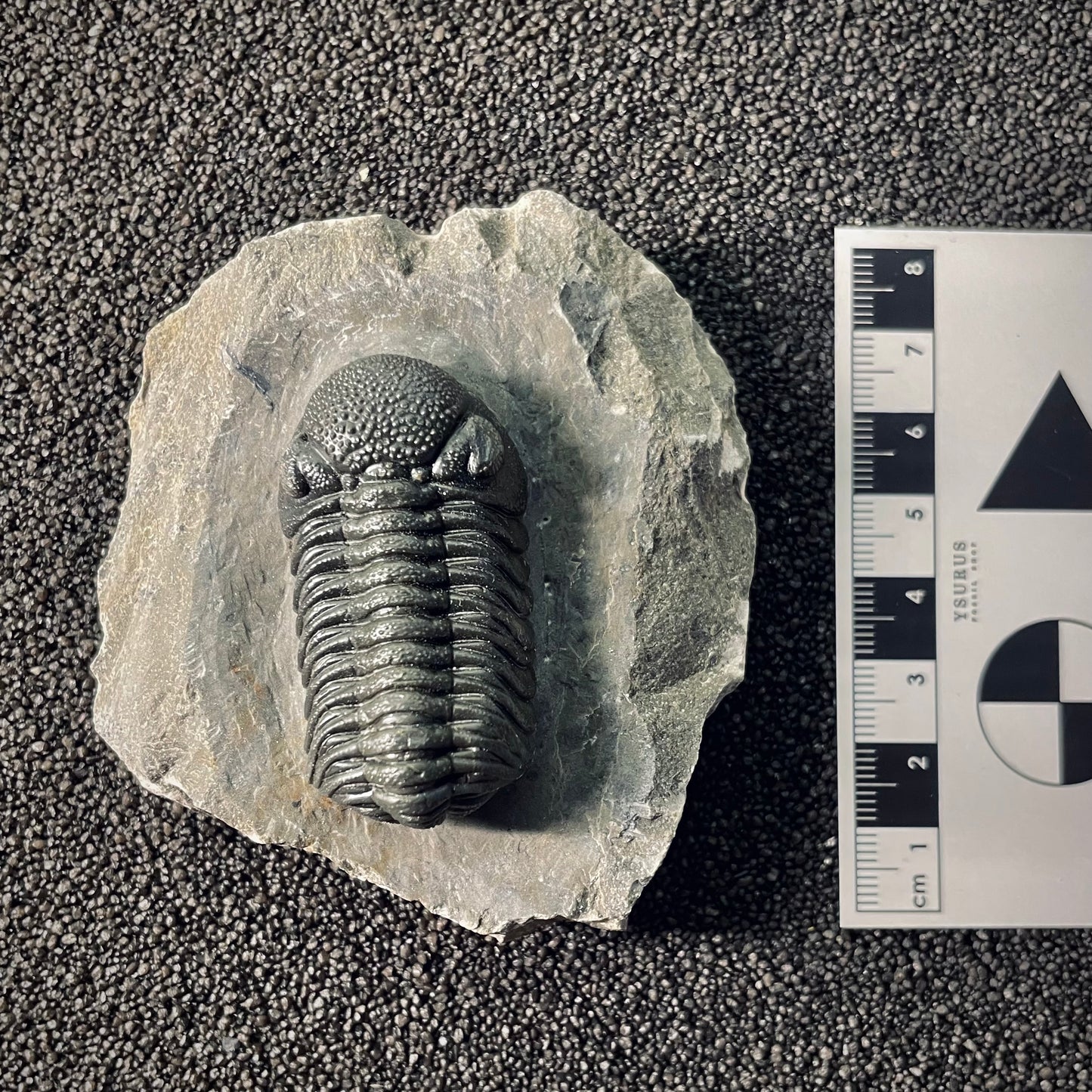F2611 | Trilobite | Phacopidae indet.