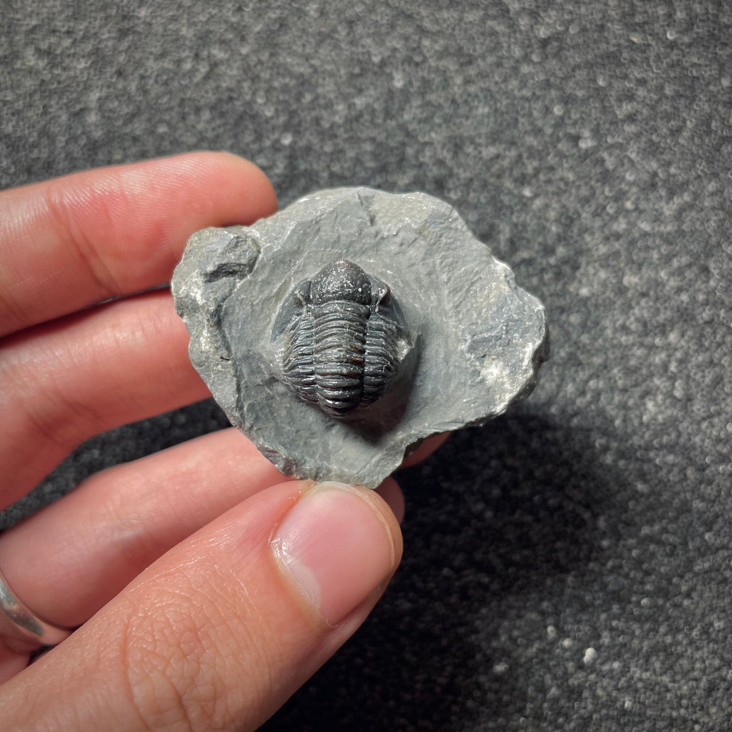 F1895 | Trilobite | Gerastos tuberculatus