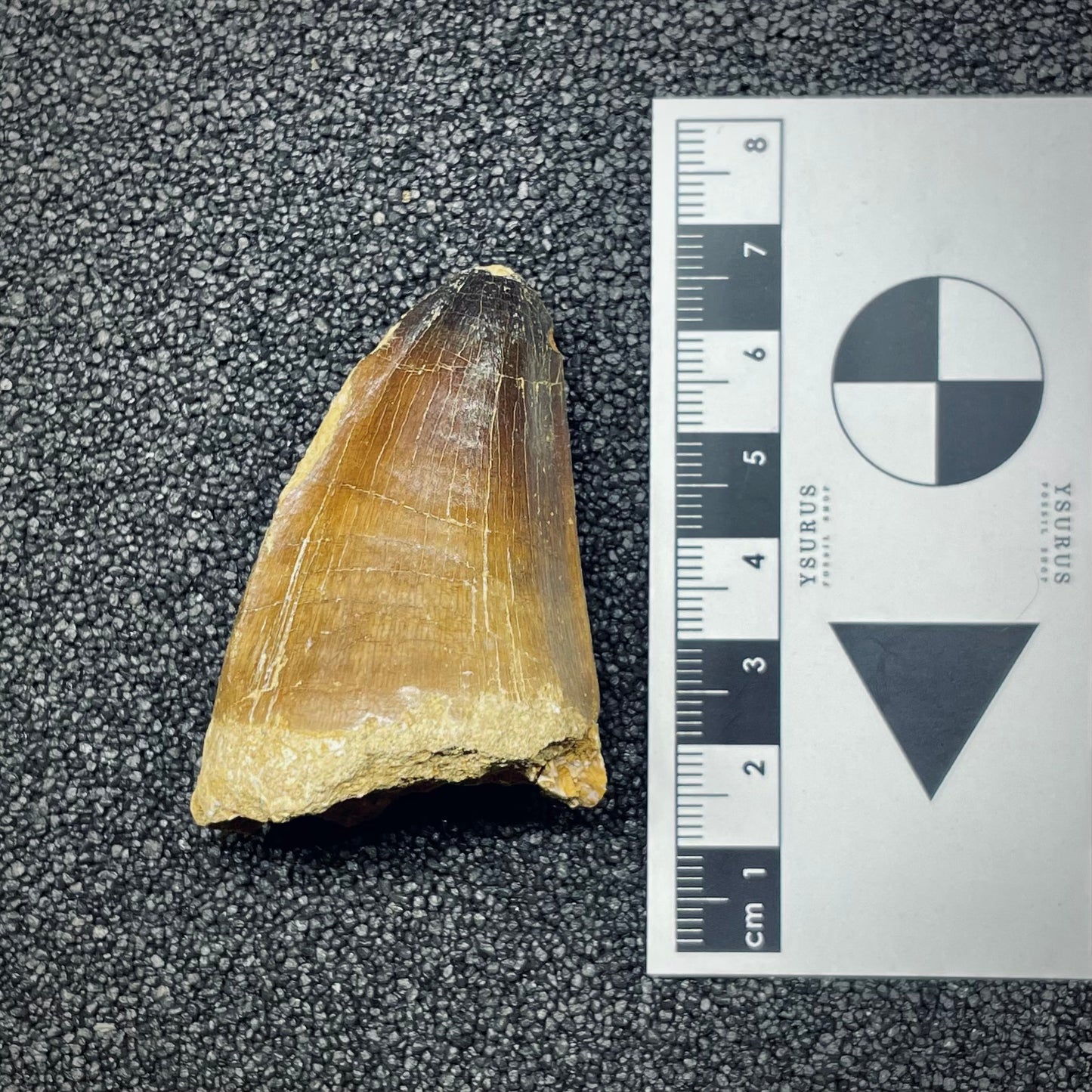 F2693 | Mosasauro | Prognathodon curii