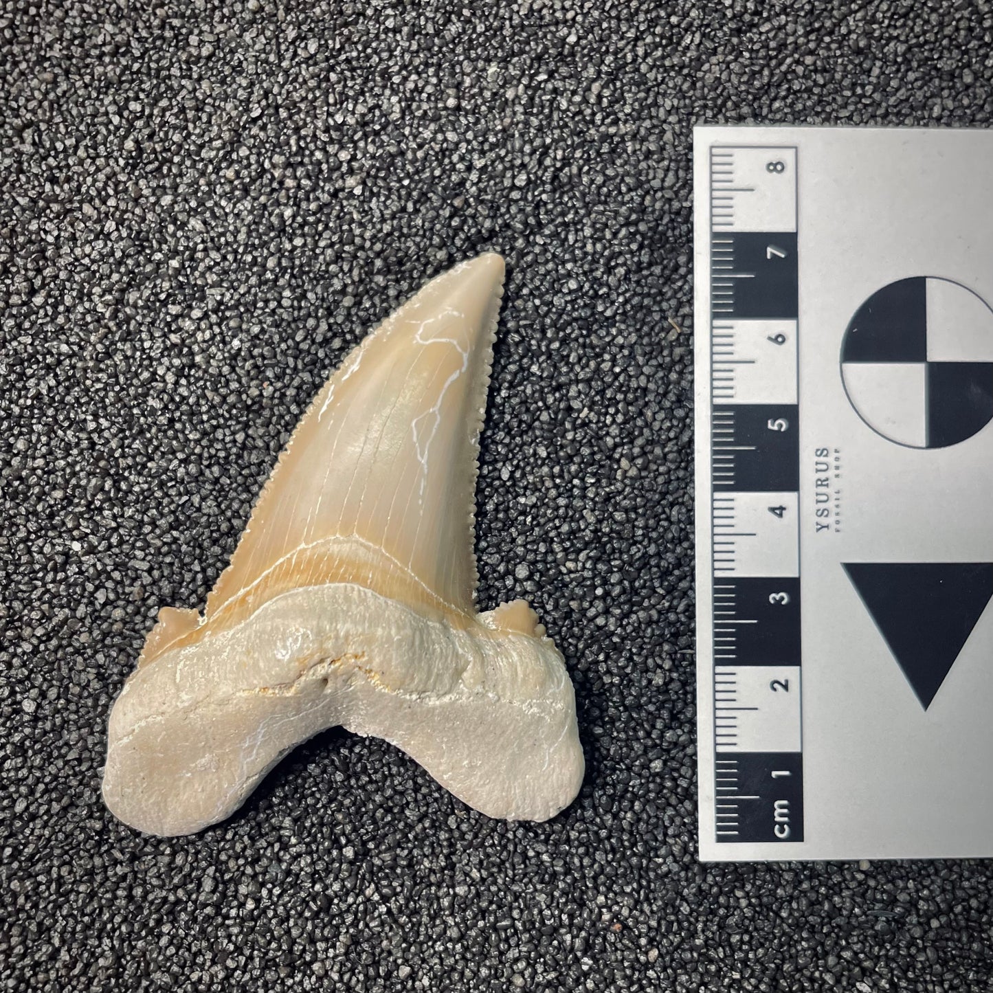 F2585 | Squalo | Otodus sokolovi