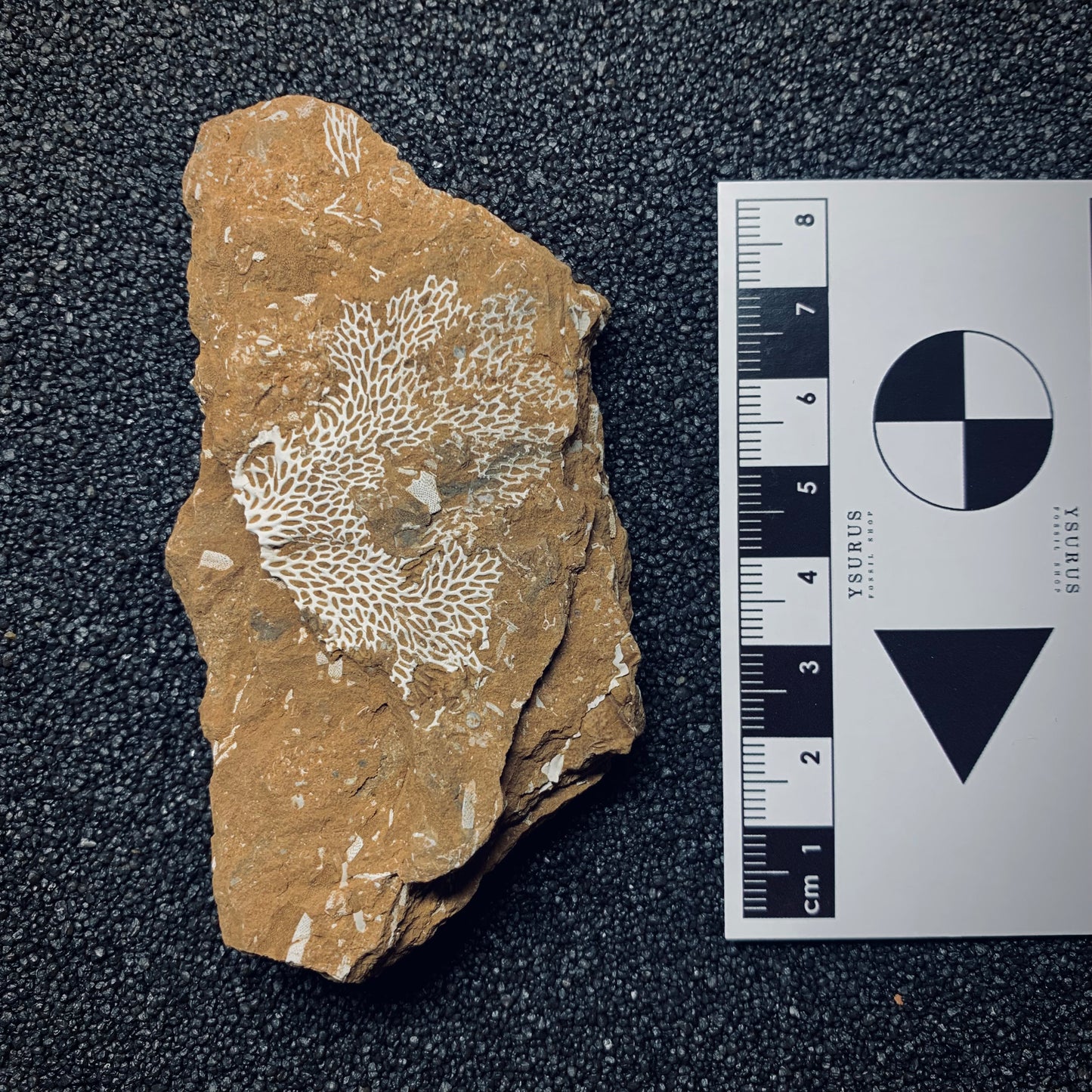 F697 | Briozoi | Chasmatopora furcata