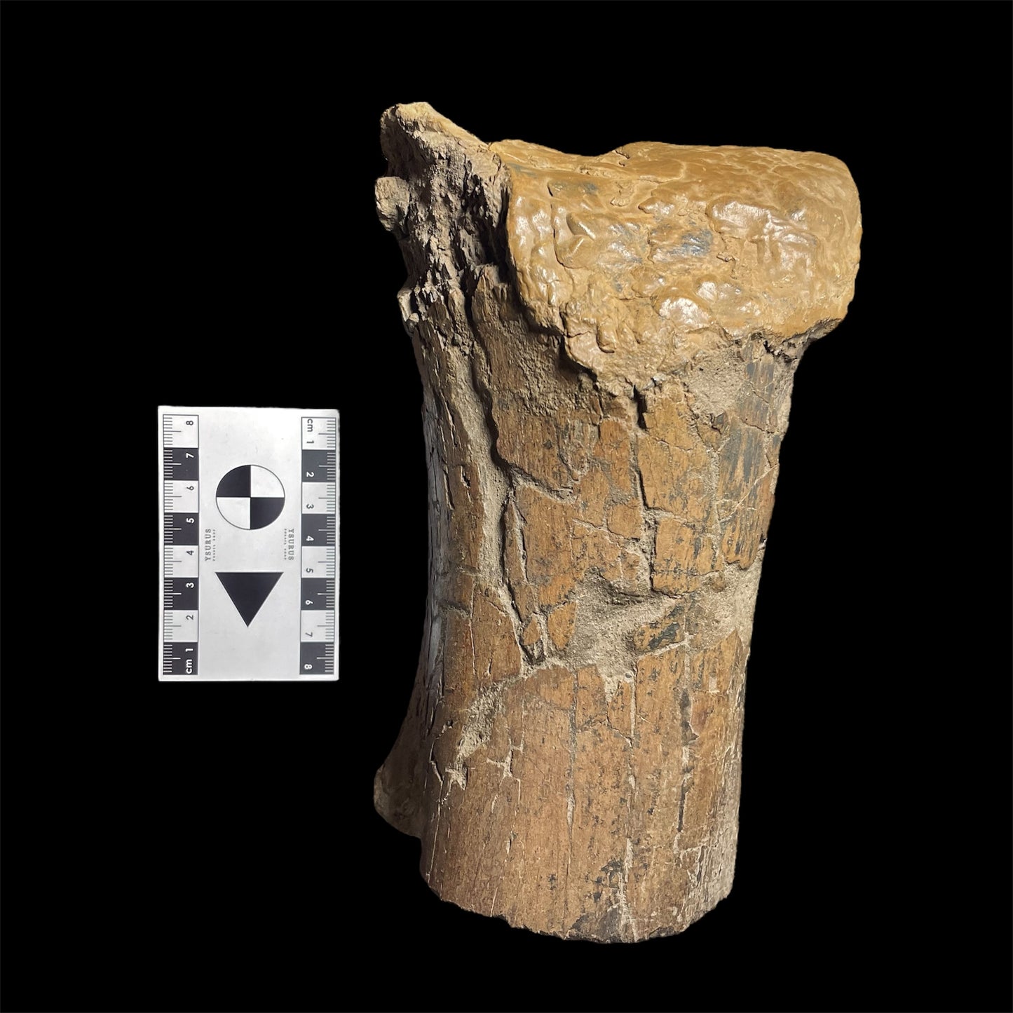 F2025 | Dinosauro | Edmontosaurus sp.