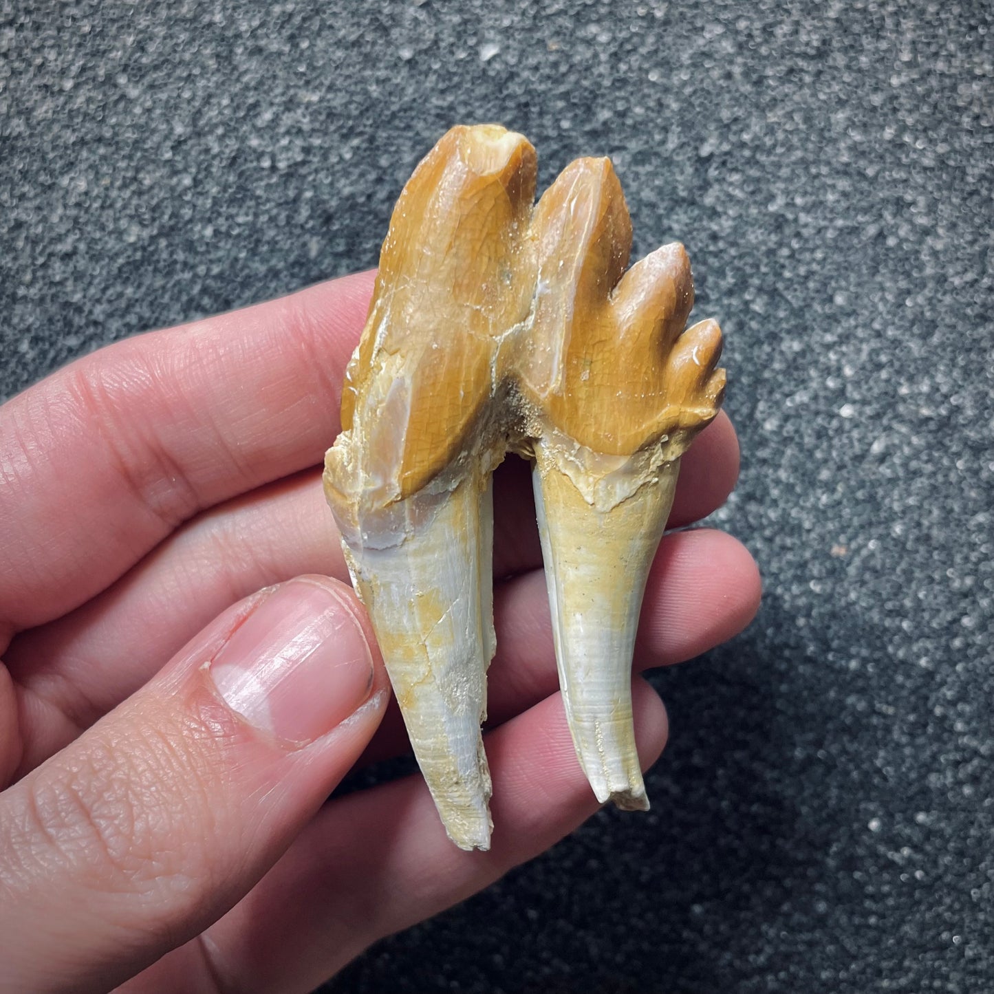 F1721 | Cetaceo | Basilosauridae indet.