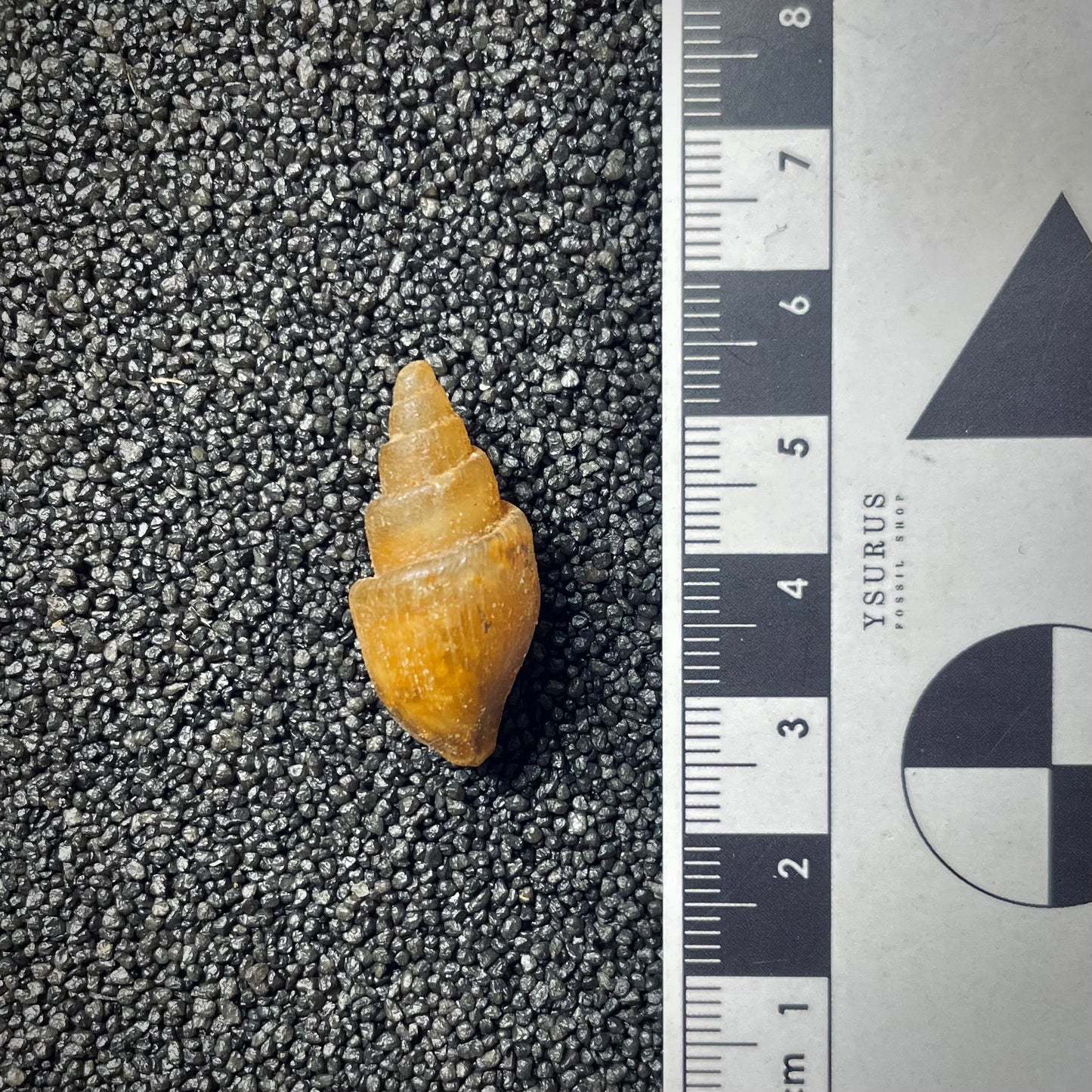 F1764 | Gasteropode | Gastropoda indet.