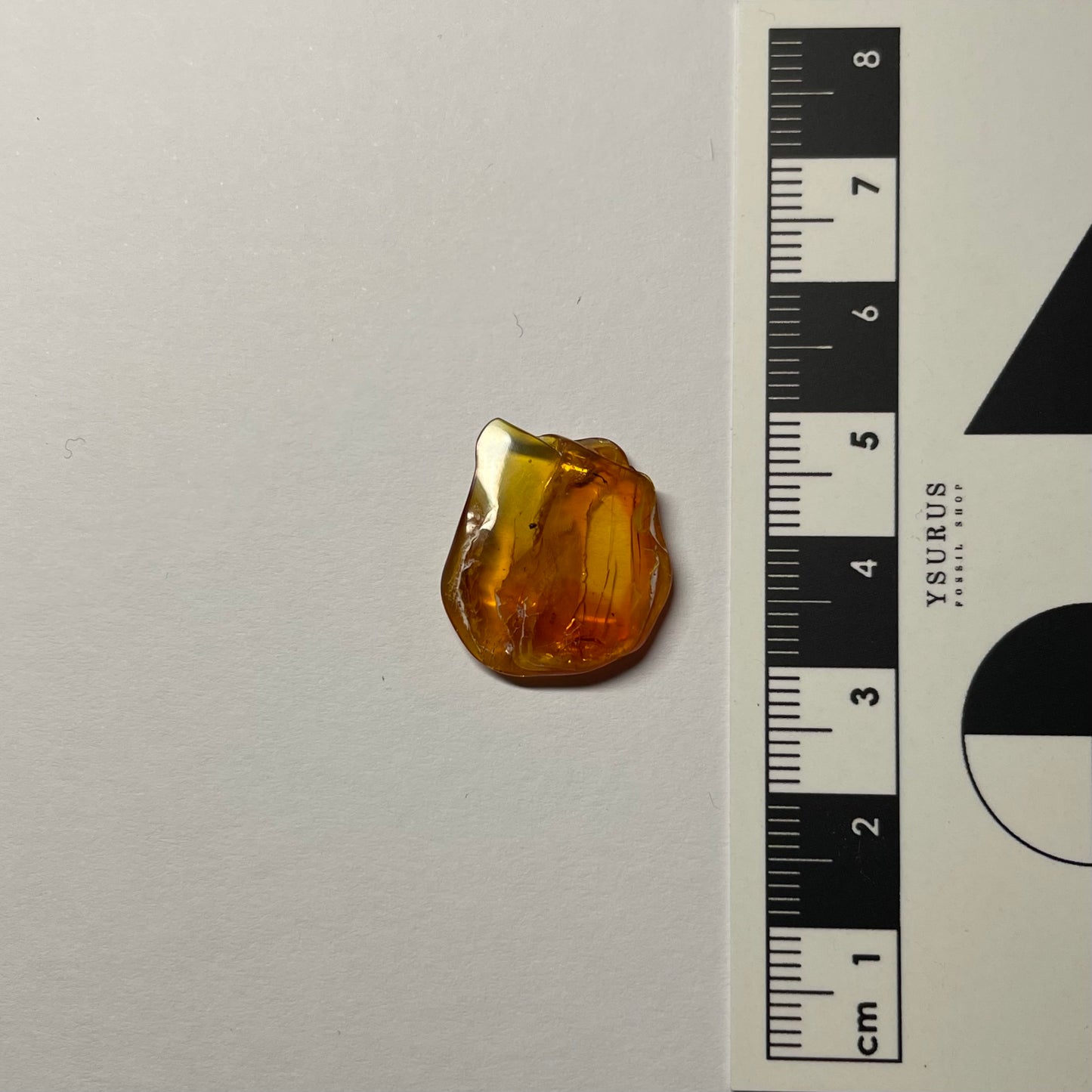 F2418 | Ambra con inclusione | Pseudoscorpionida indet.