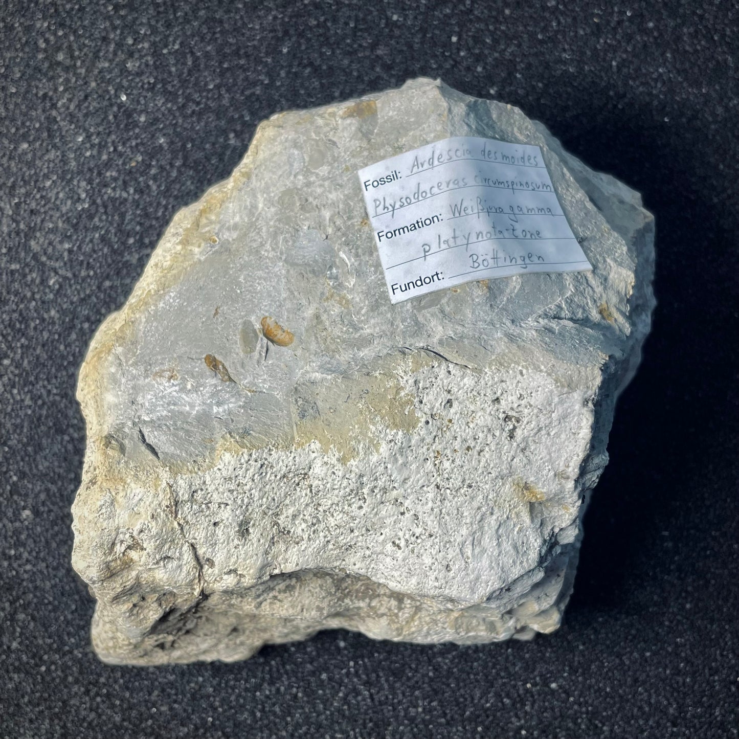 F1972 | Ammonite | Orthosphinctes desmoides & Physodoceras circumspinosum