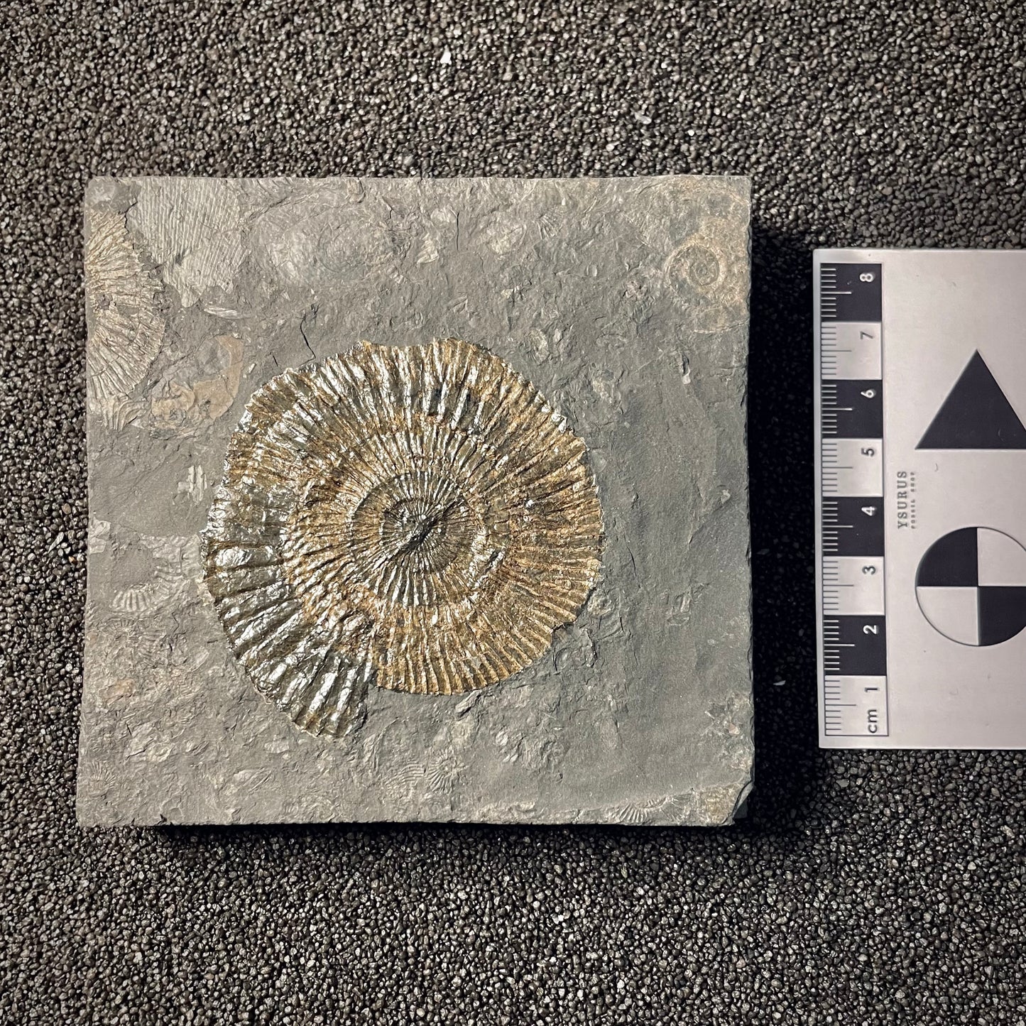 F2166 | Ammonite | Dactylioceras commune