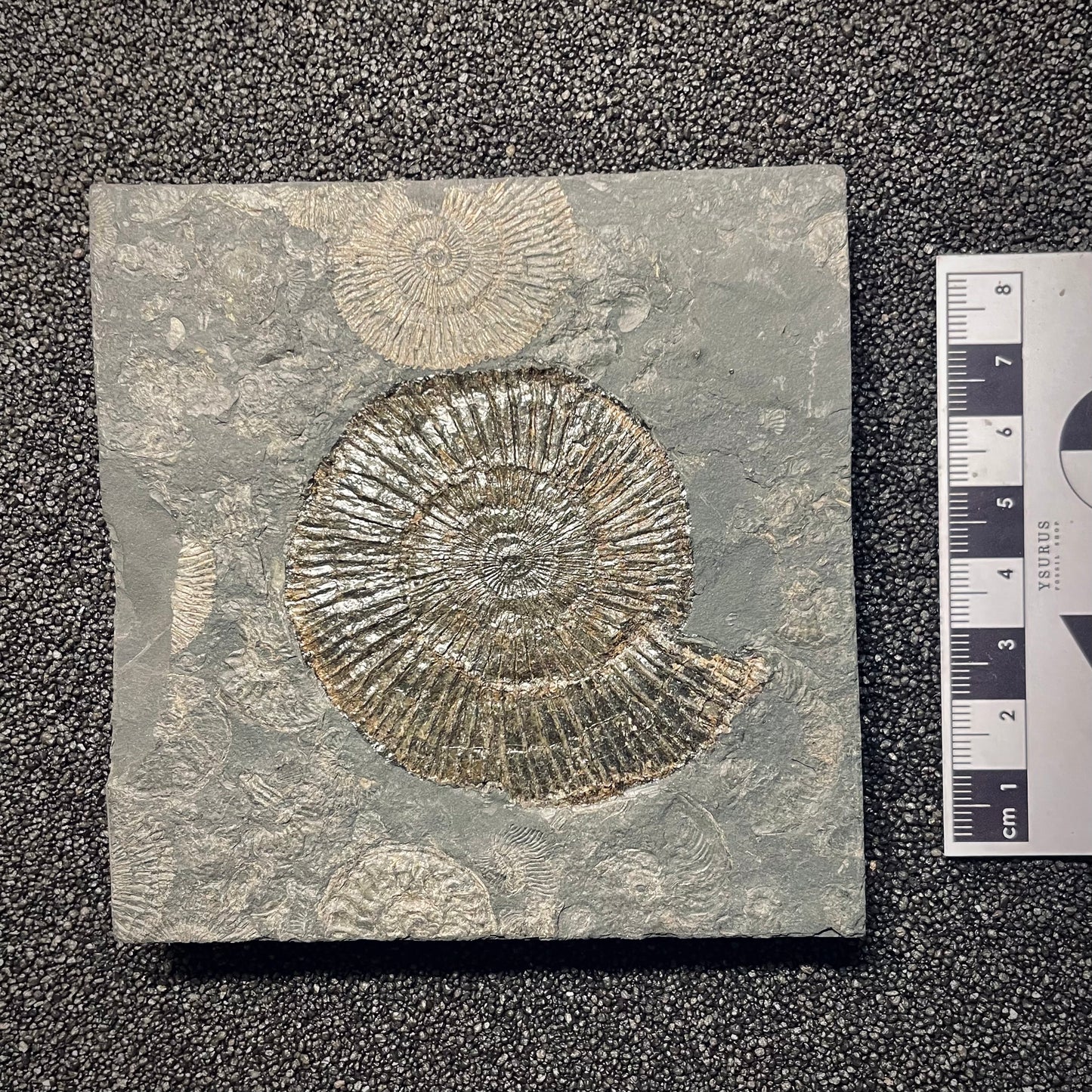 F1976 | Ammonite | Dactylioceras commune