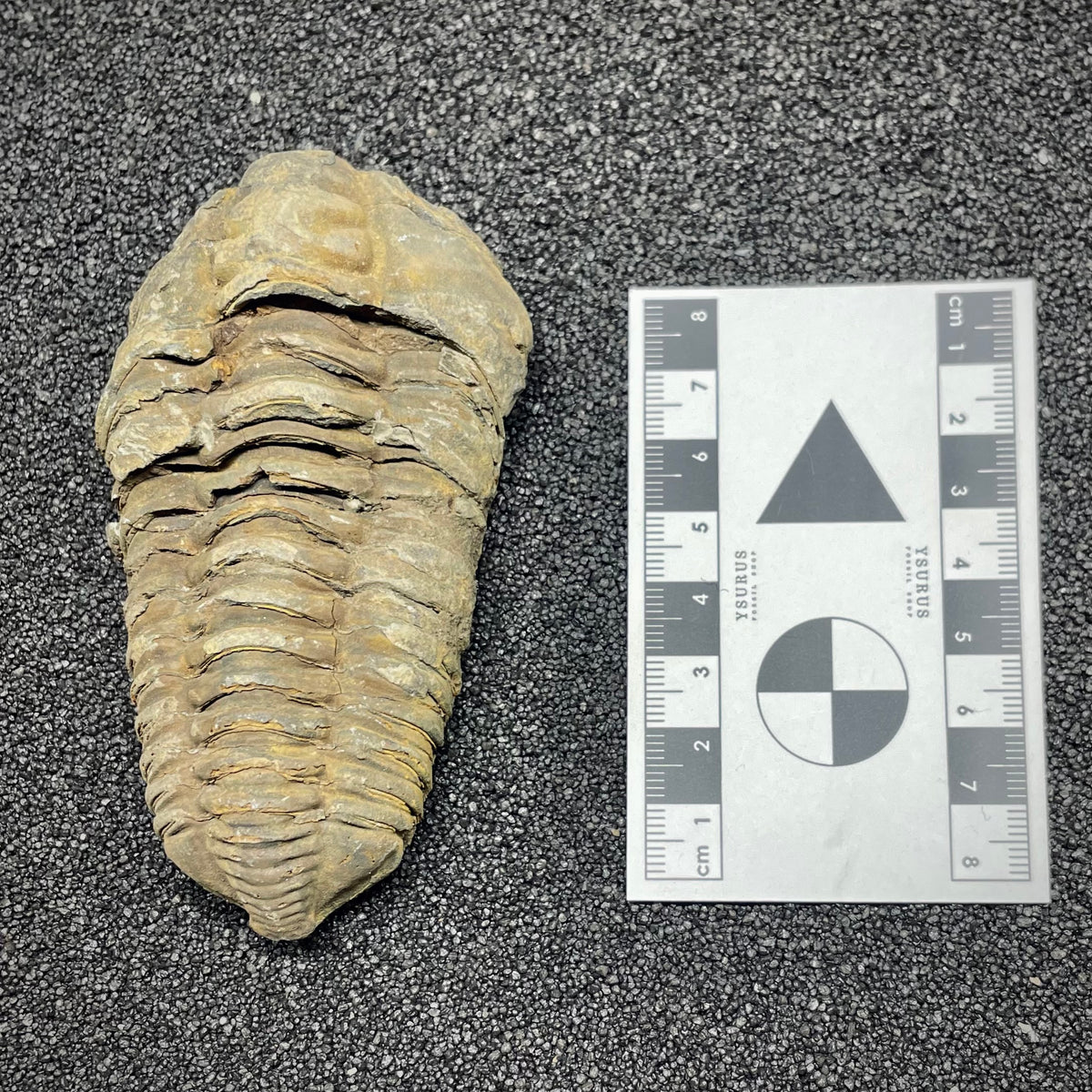 F3013 | Trilobite | Flexicalymene sp.
