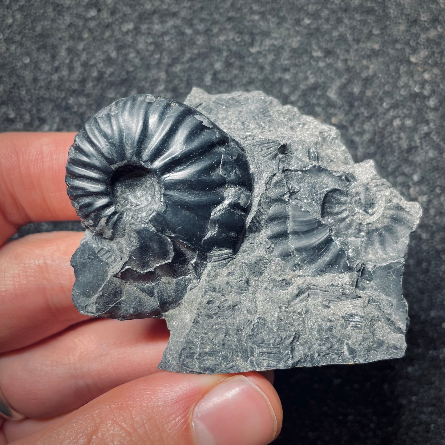 F1518 | Ceratitide | Beyrichitidae indet.