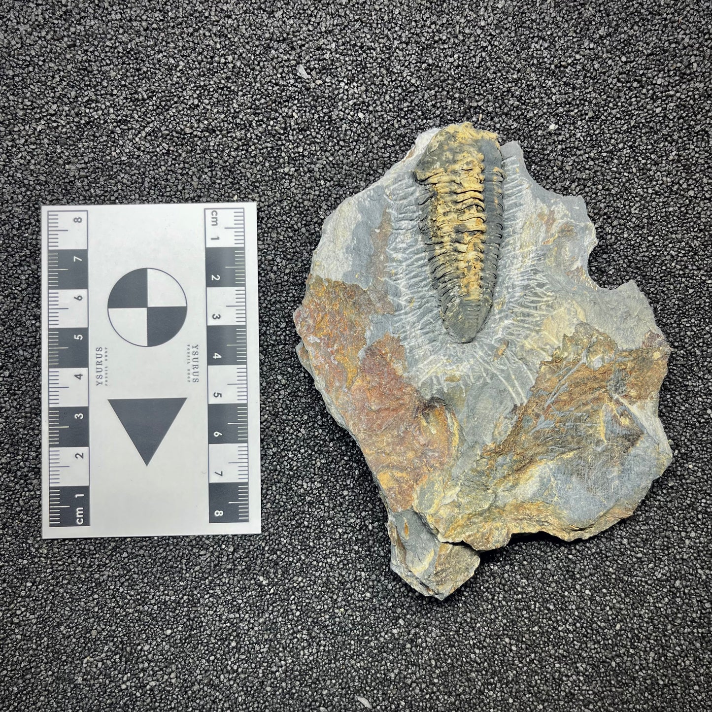F2941 | Trilobite | Neseuretus tristani