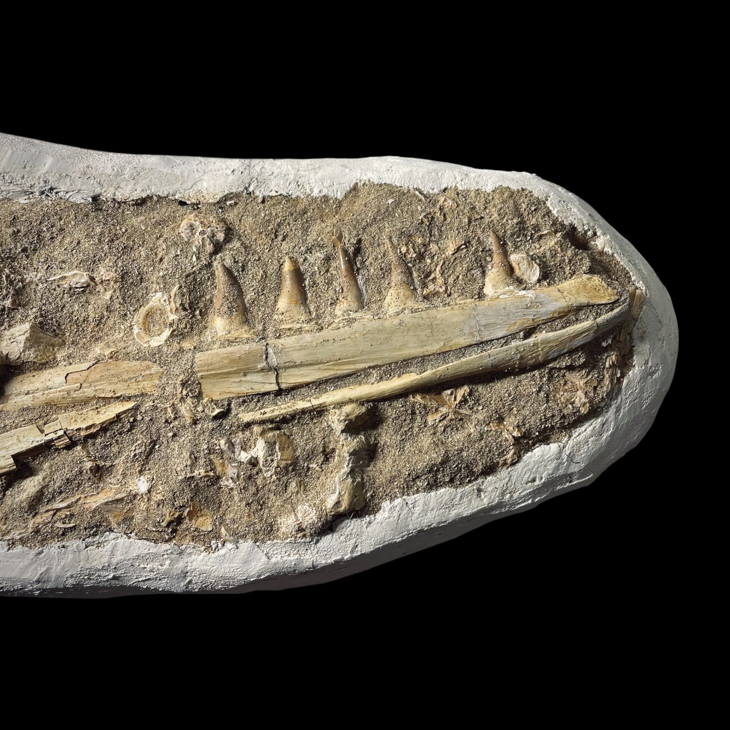 FNP22 | Fossile da preparare | Mosasauro | Mosasauridae indet.