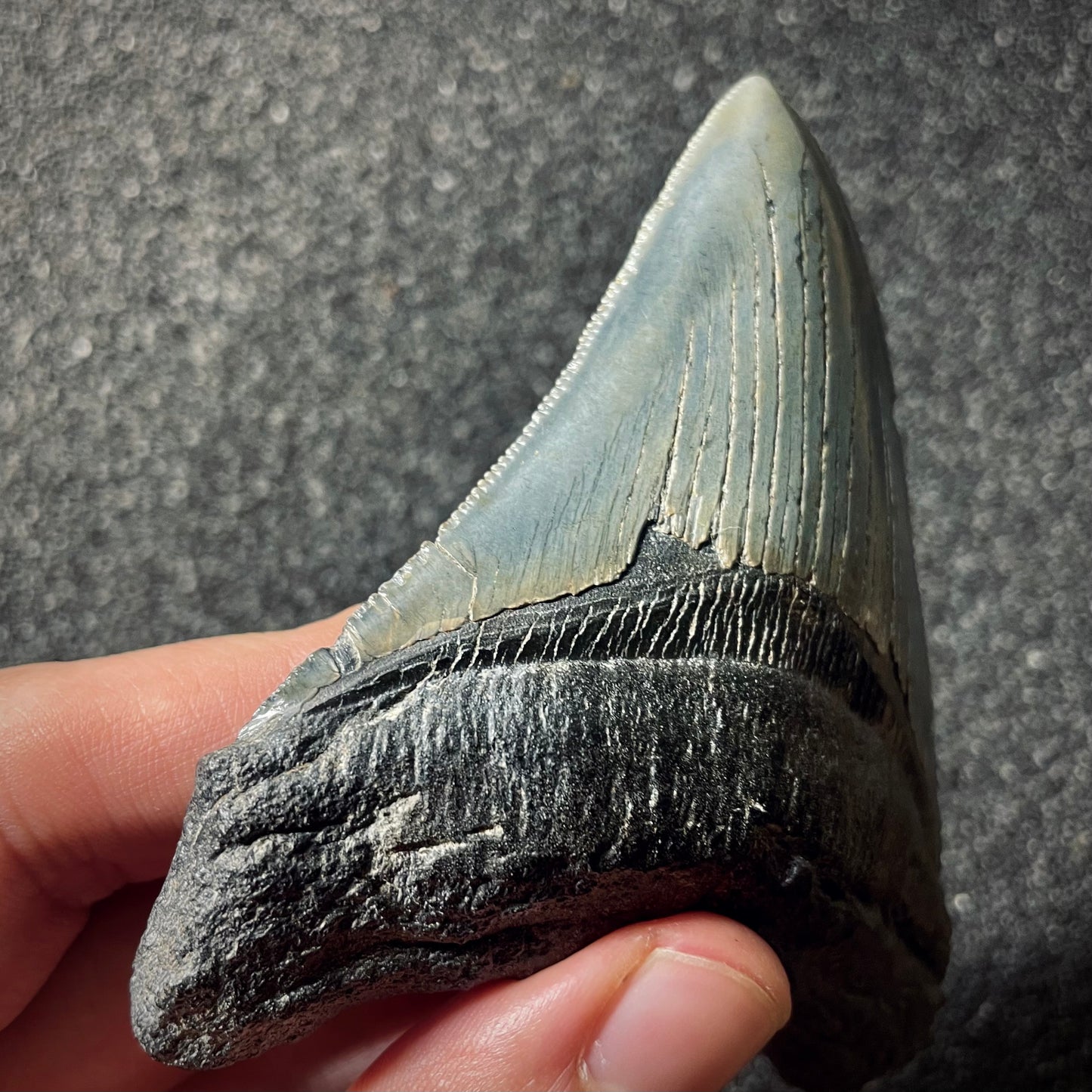 F1996 | Squalo | Otodus megalodon
