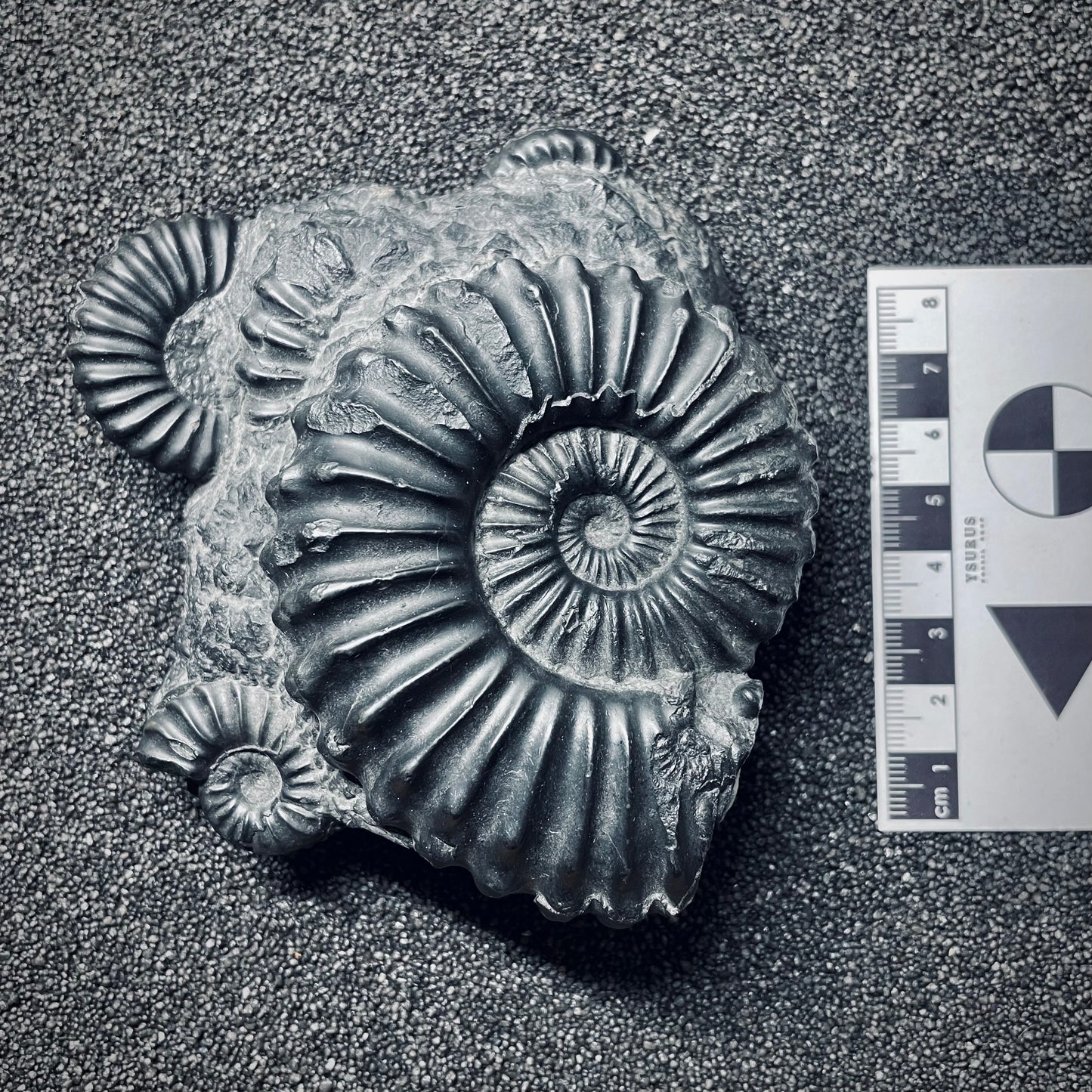 F1749 | Ammonite | Prolyelliceras sp.