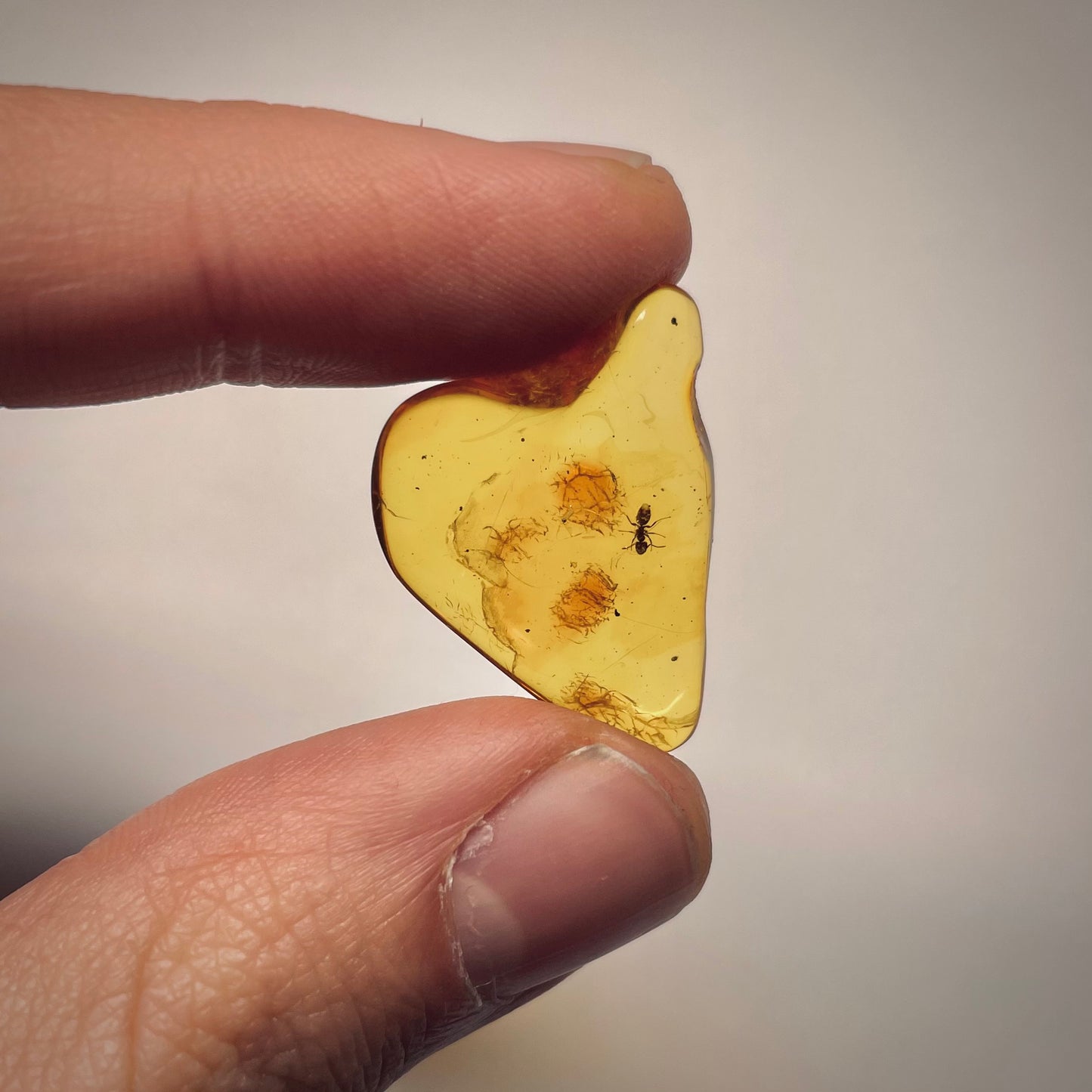 F1741 | Ambra con inclusione | Ctenobethylus sp.
